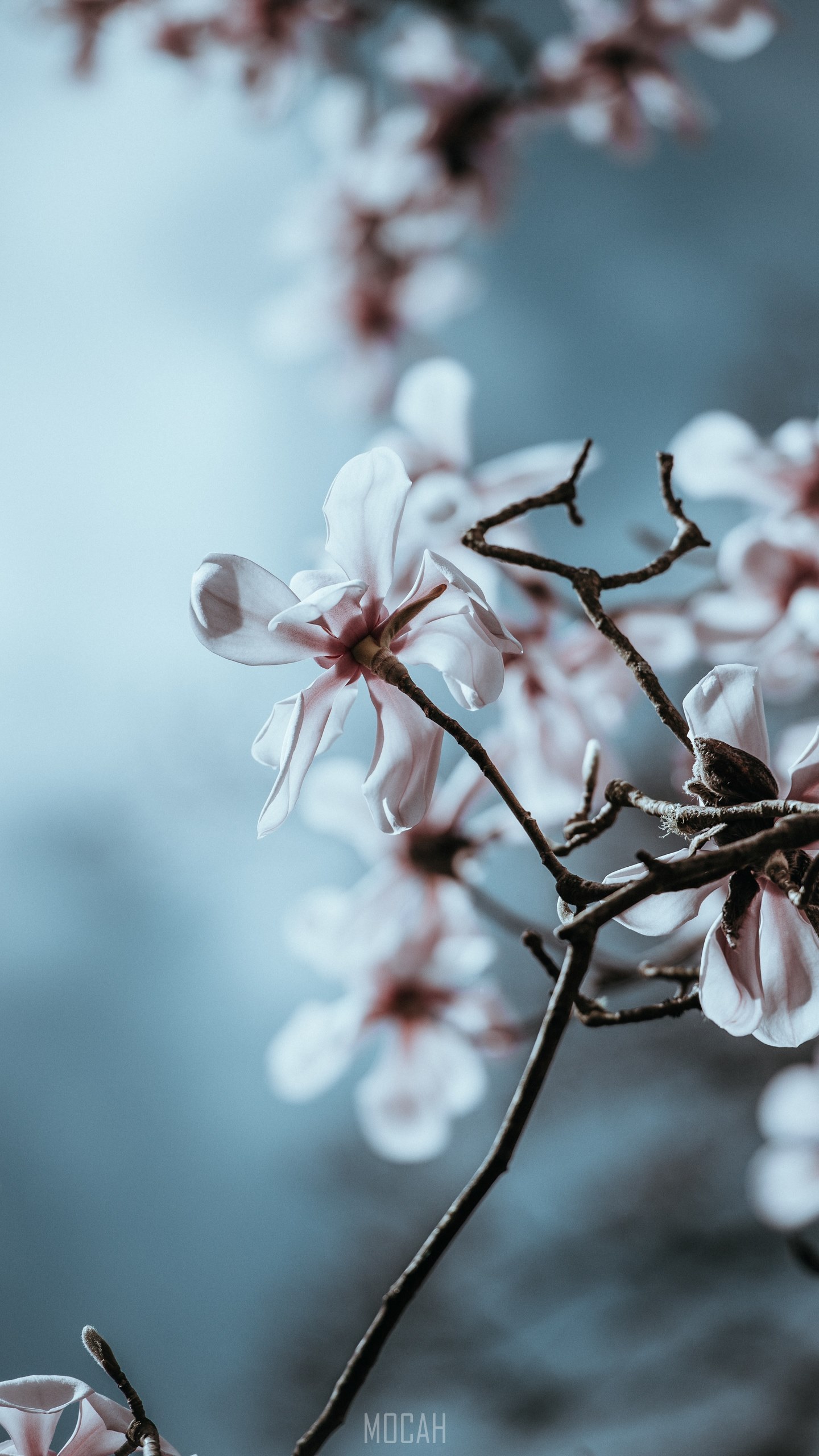 1440x2560  flower обои HD для телефона - 128