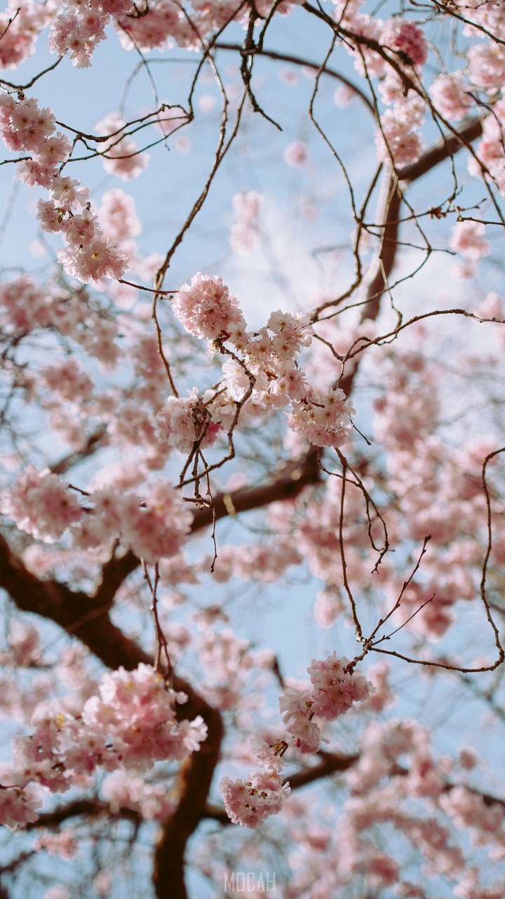 720x1280   Время весны | Fotografia da Natureza, Arte da fotografia, Plano de fundo celular