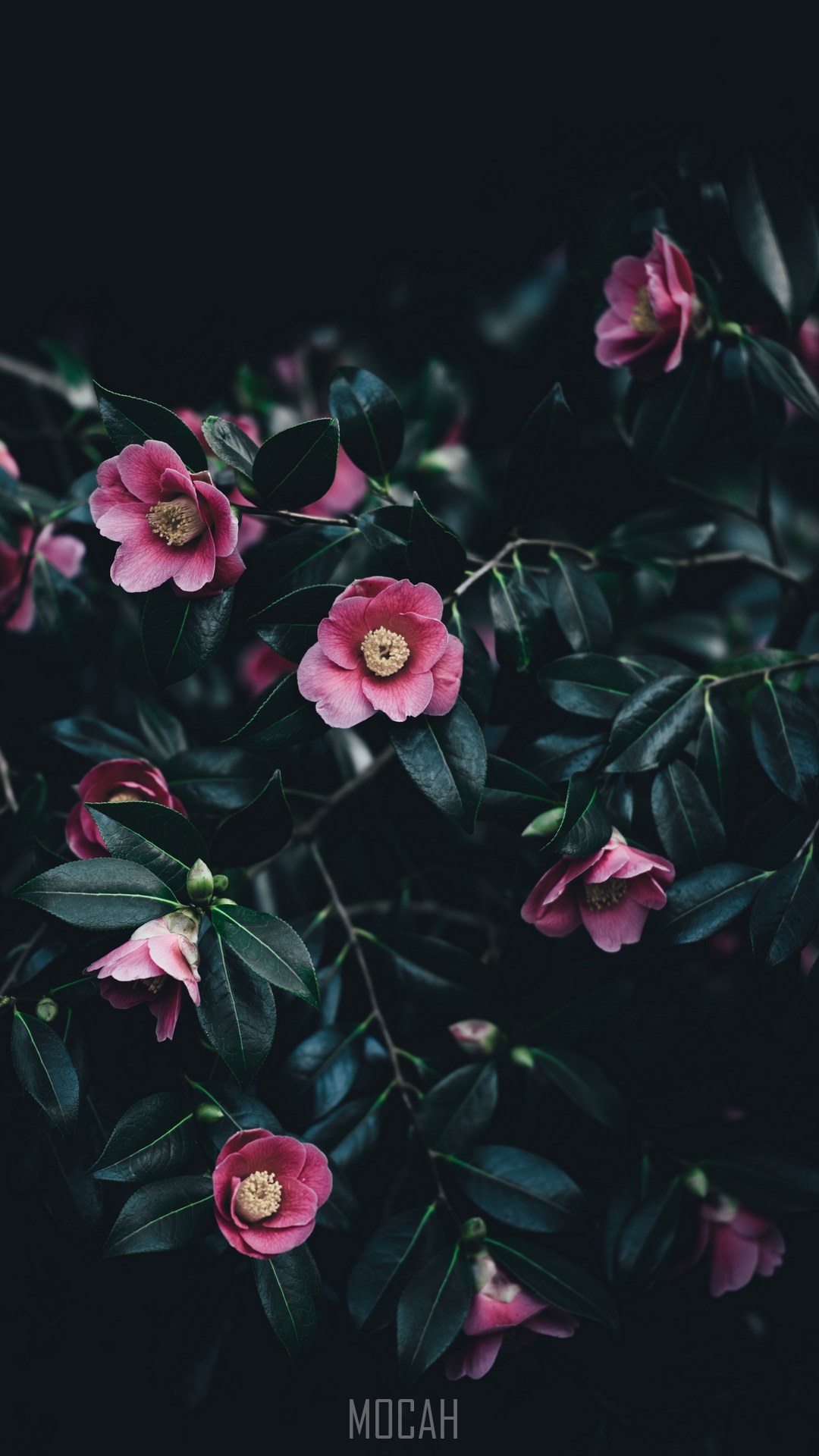 1080x1920   Бесплатные загрузки обоев Marvel 4K, [100+] Marvel 4K Телефонные обои бесплатно | Обои. Peakpx