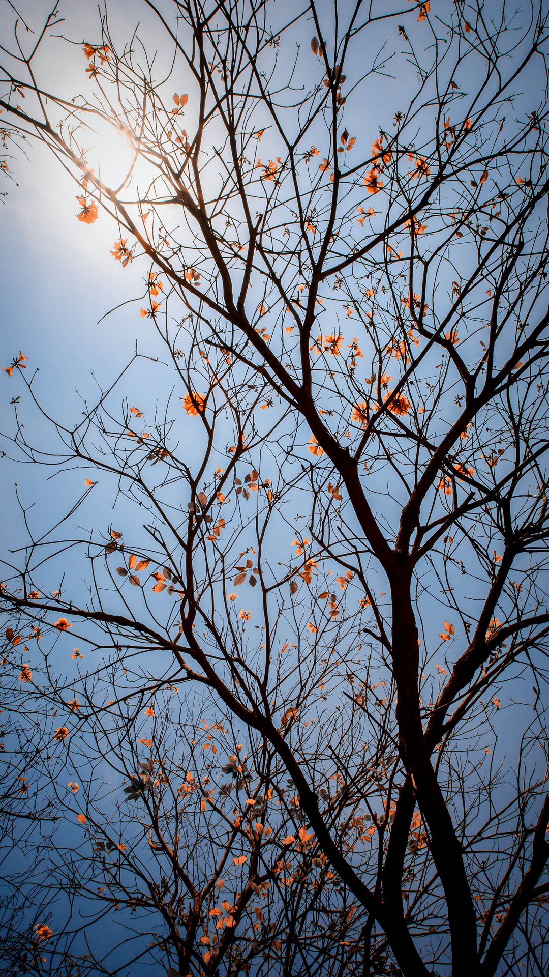 1080x1920   Изъян -экраны обои - лучшие обои с разбитым экраном. - Top Best Ultra HD Free Fair Founds Download