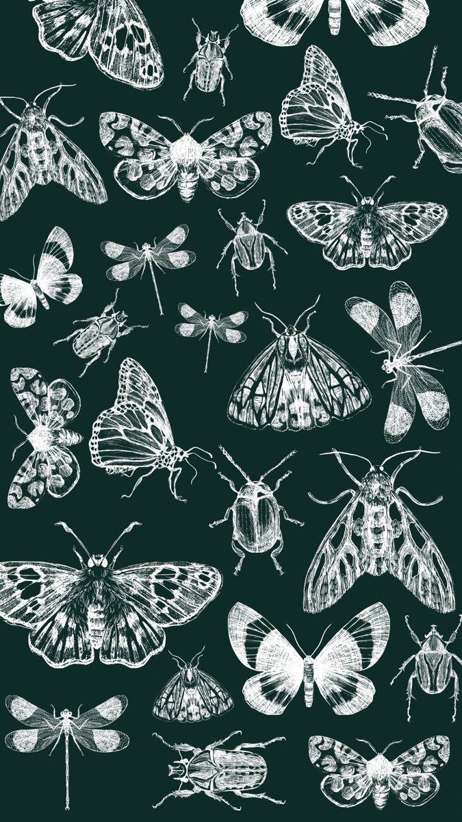 675x1200  clearwing Moth Pictures | Скачать бесплатные изображения на unsplash