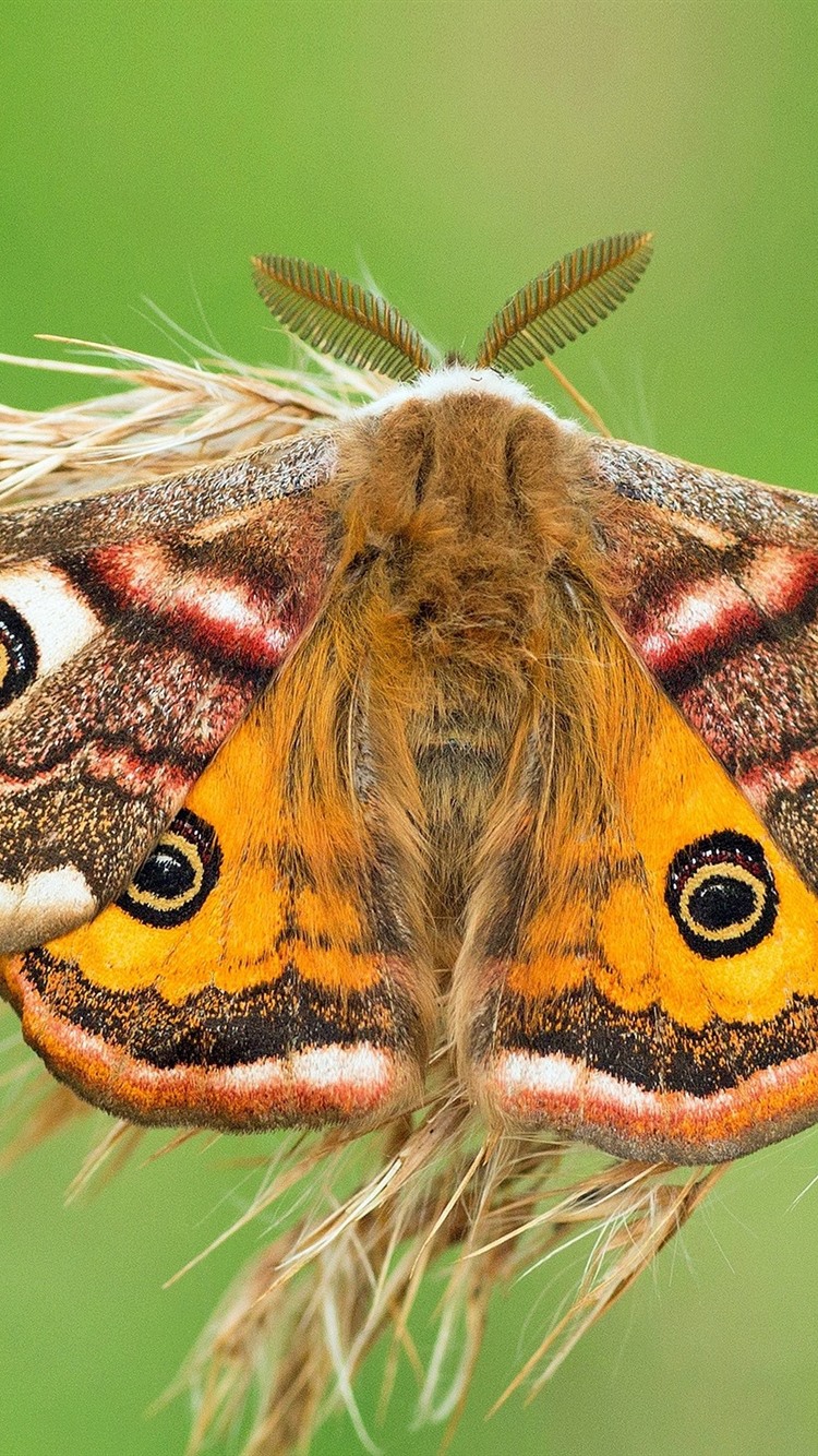 750x1334  full hd feiry moth обои 