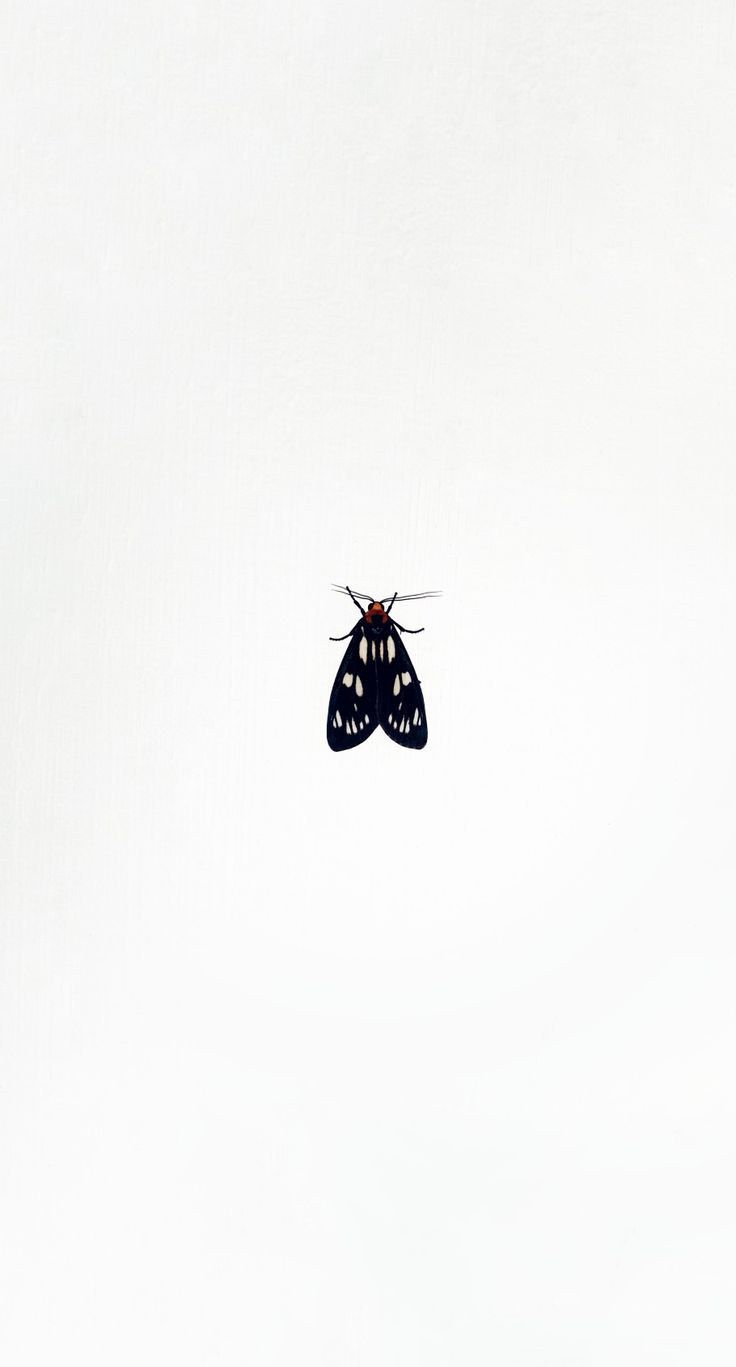 736x1367  MOTH Simple Vector Icon. Простой цвет современной пиктограммы на редактируемом ударе. Иконки мотыльки для вашего бизнес -проекта. Вектор вектор \ U0026 Art - alamy