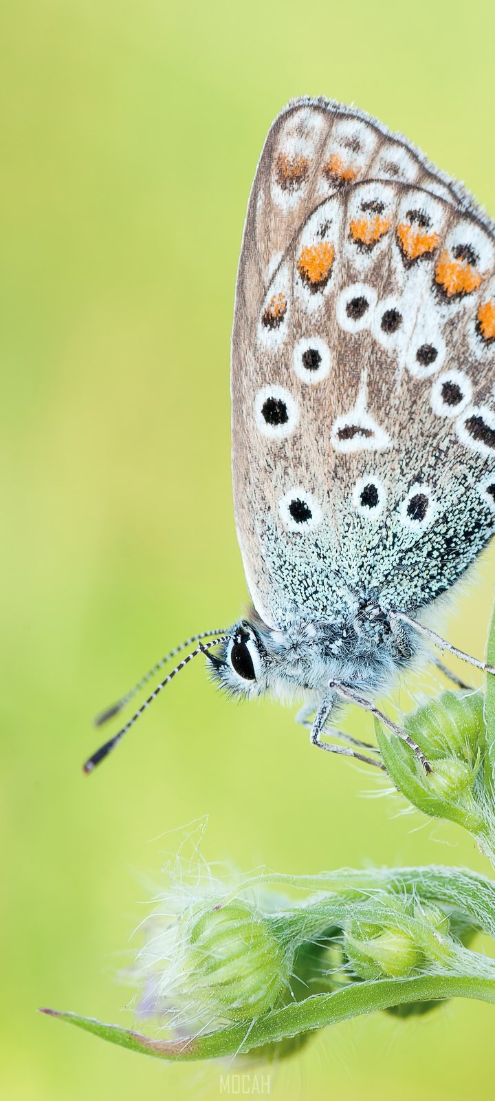 720x1600  download обои 800x1280 бабочка, камни, мокрый Samsung Galaxy Note GT -N7000, Meizu MX2 HD Founal