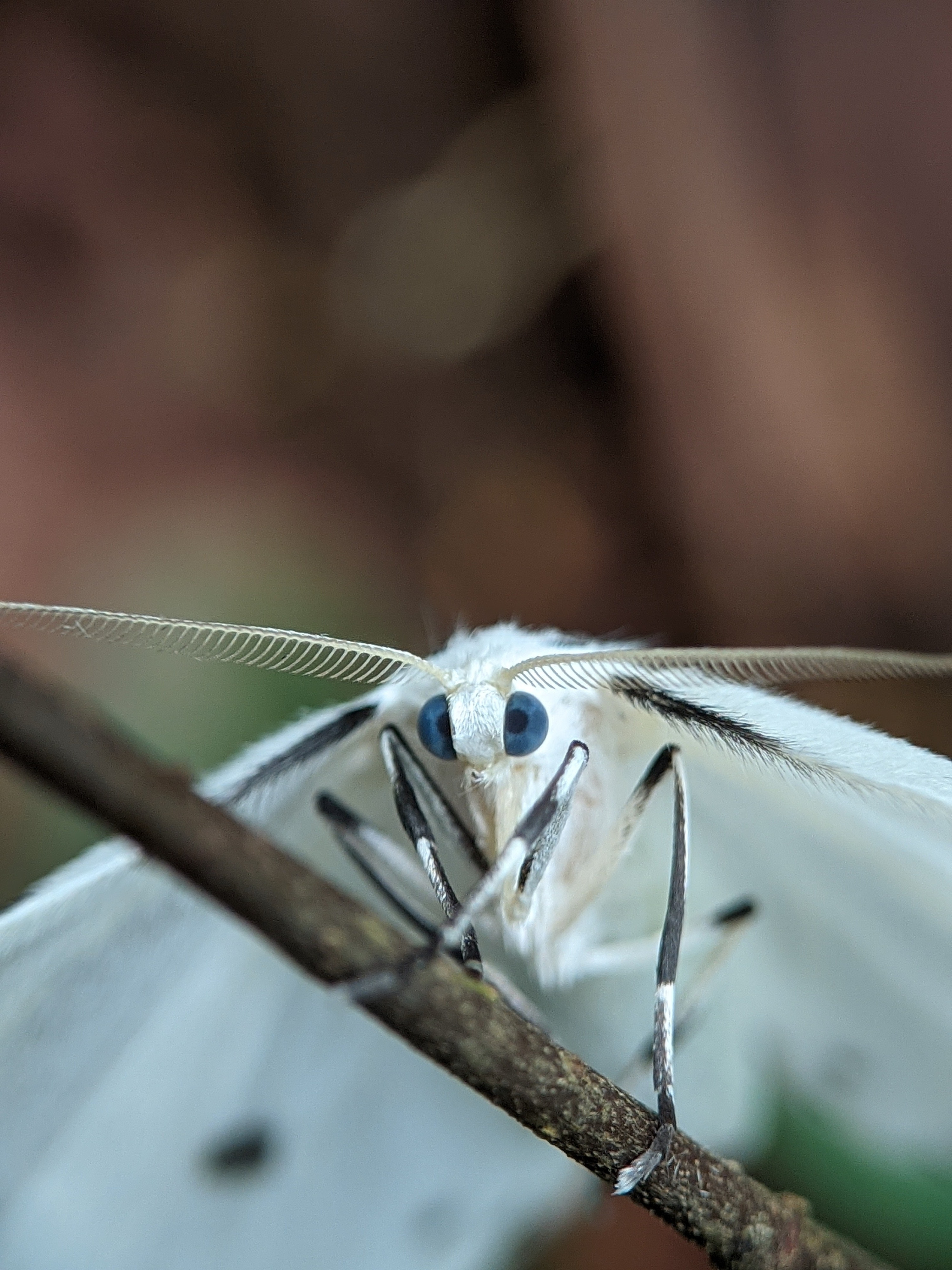 3000x4000  an Eclipse of Vintage Moths Stock Photo - alamy