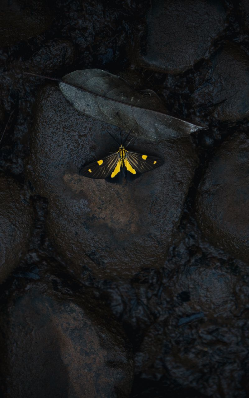 800x1280   Баттерфли в пшеницу | Крылья, Картинки, Бабочки