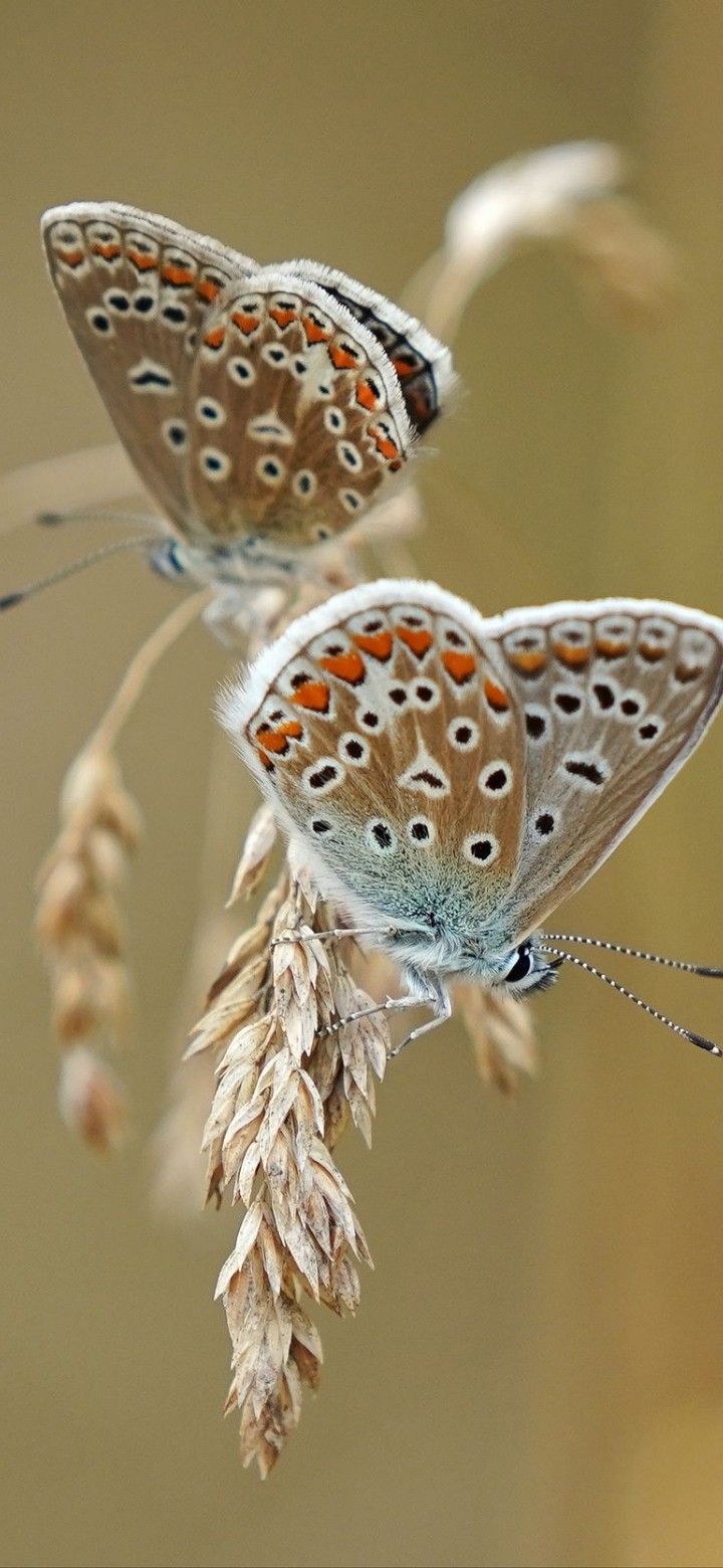 720x1560  hd обои: Луна Моль, Актиас Луна, антенна, растение, лист, нет людей, часть растения | Обои Flare