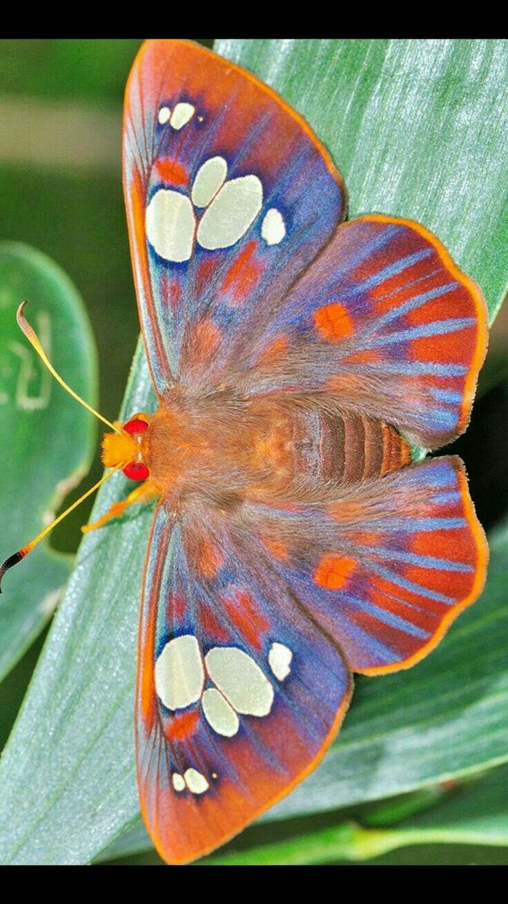 736x1308  1125x2436 Последний из нас iPhone XS, iPhone 10, iPhone x HD 4K обои, изображения, фоны, фотографии и картинки 