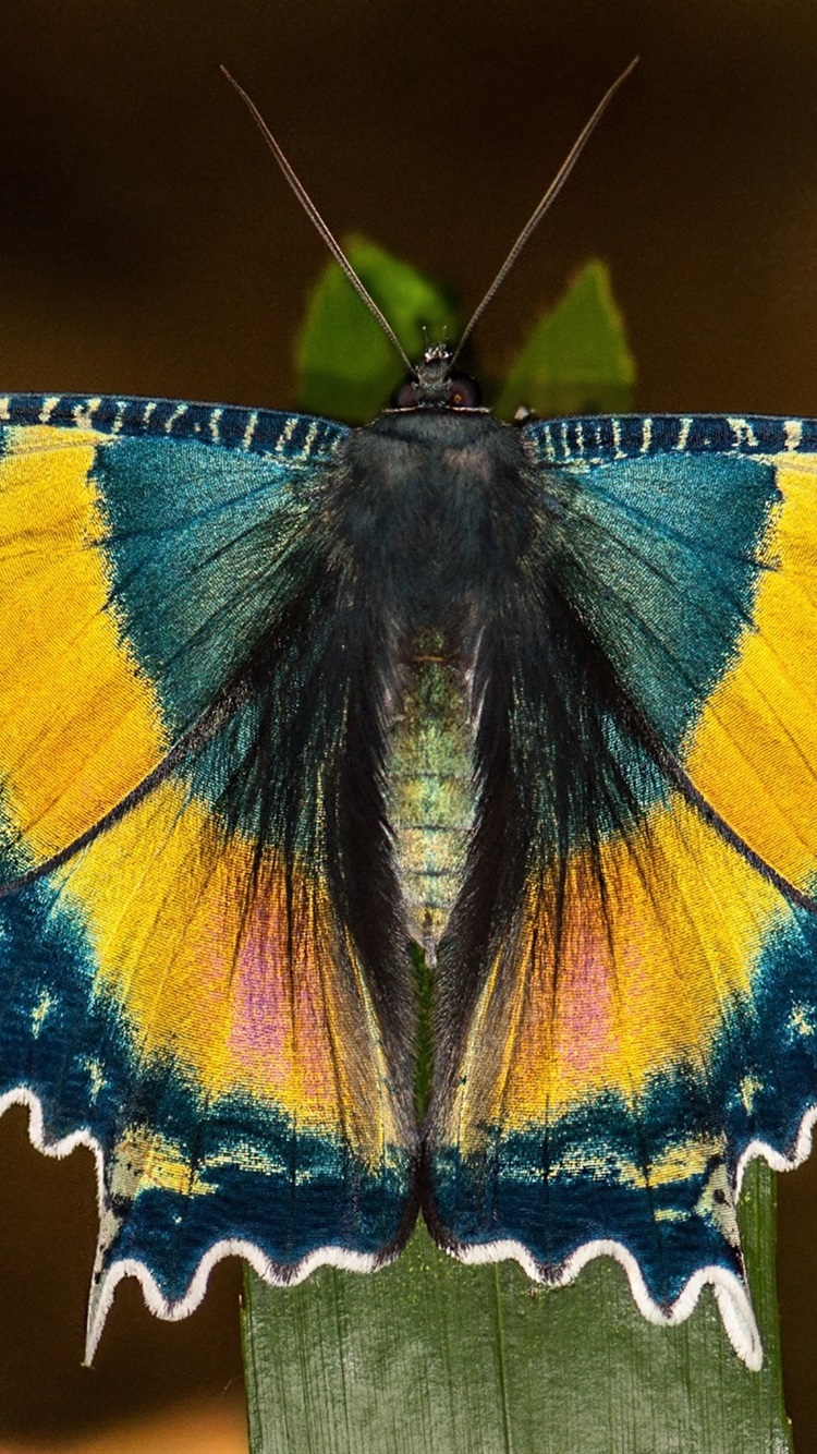 750x1334  plate II 1. деревянный леопард. 2. козьем мотыльку. 3. Призрачная моль. 4. Пять мест Бернет. 5. Большой лаков. 6. Пятница. Из книги «Общие мотыльки Англии» by