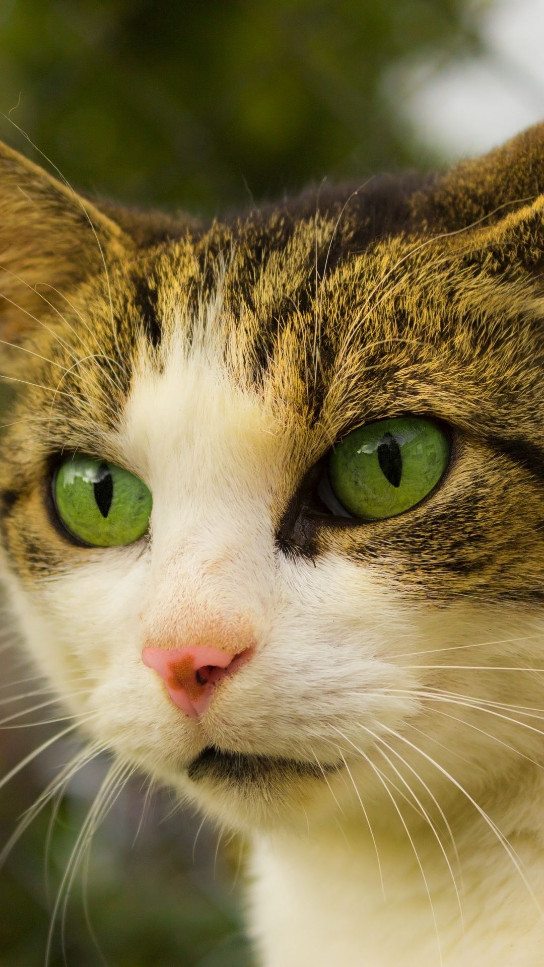 1080x1920  mobile обои: тигр, гнев, хищник, улыбка, глаза, искусство, 55637 Скачать картинку бесплатно .