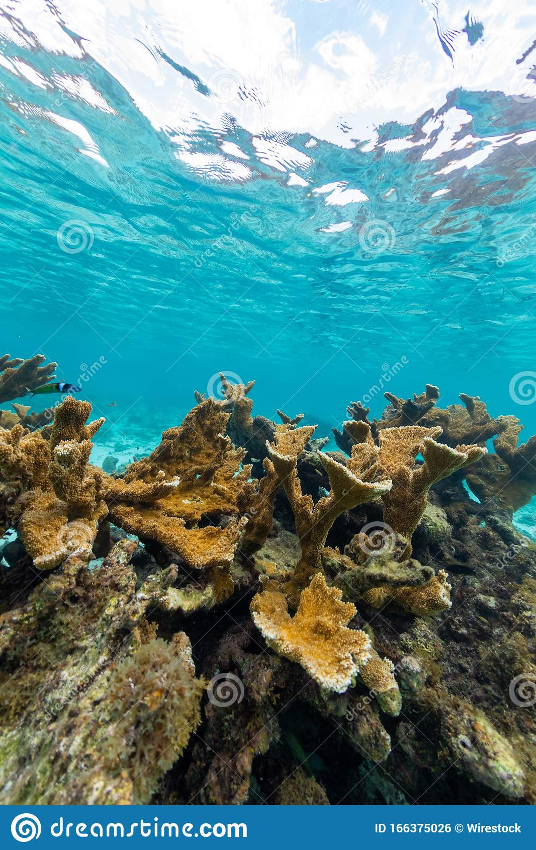 1066x1689  Underwater World Tropical Fish Dolphins Ocean Underwater World World  Aquarium Фоновое изображение для бесплатной загрузки