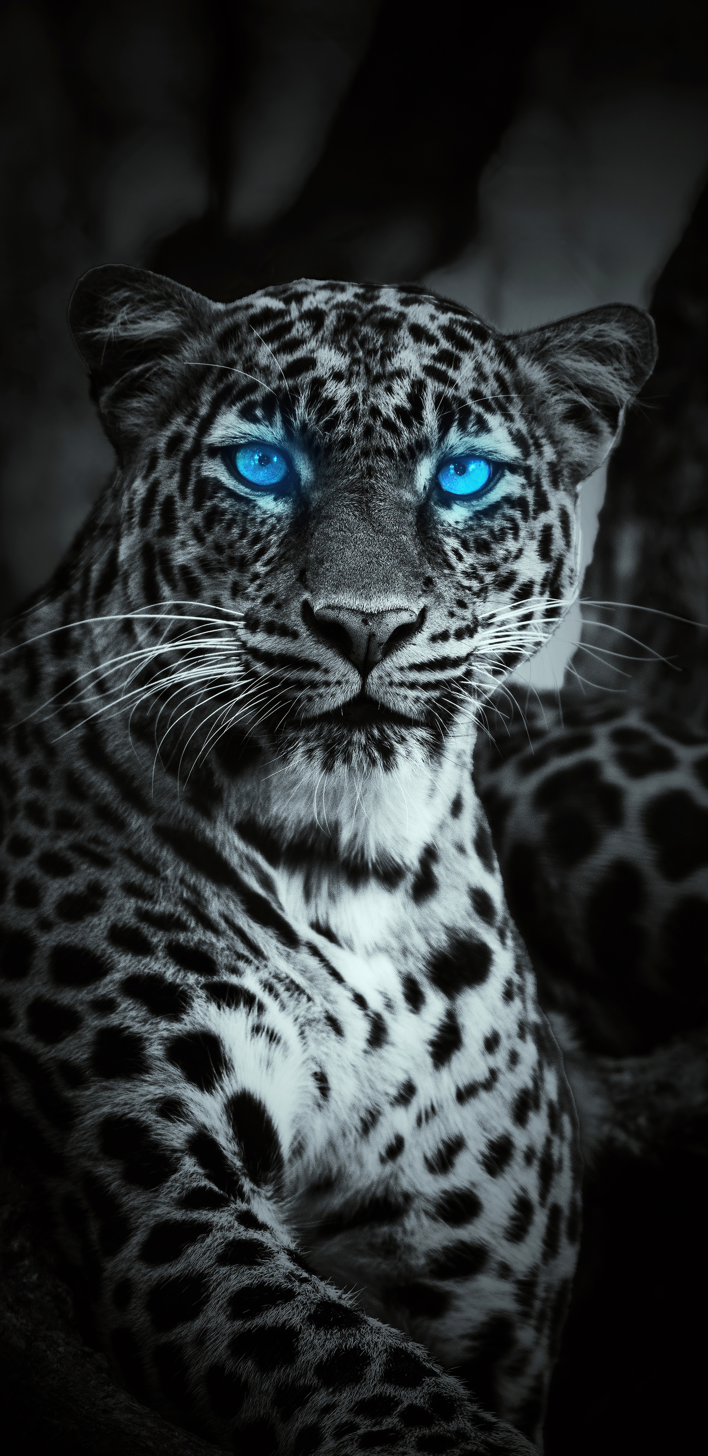 1440x2960  1440x2960 ​​Тигр светящиеся голубые глаза Samsung Galaxy Note 9,8, S9, S8, S8+ QHD HD 4K Обои, изображения, фоны, фотографии и картинки 