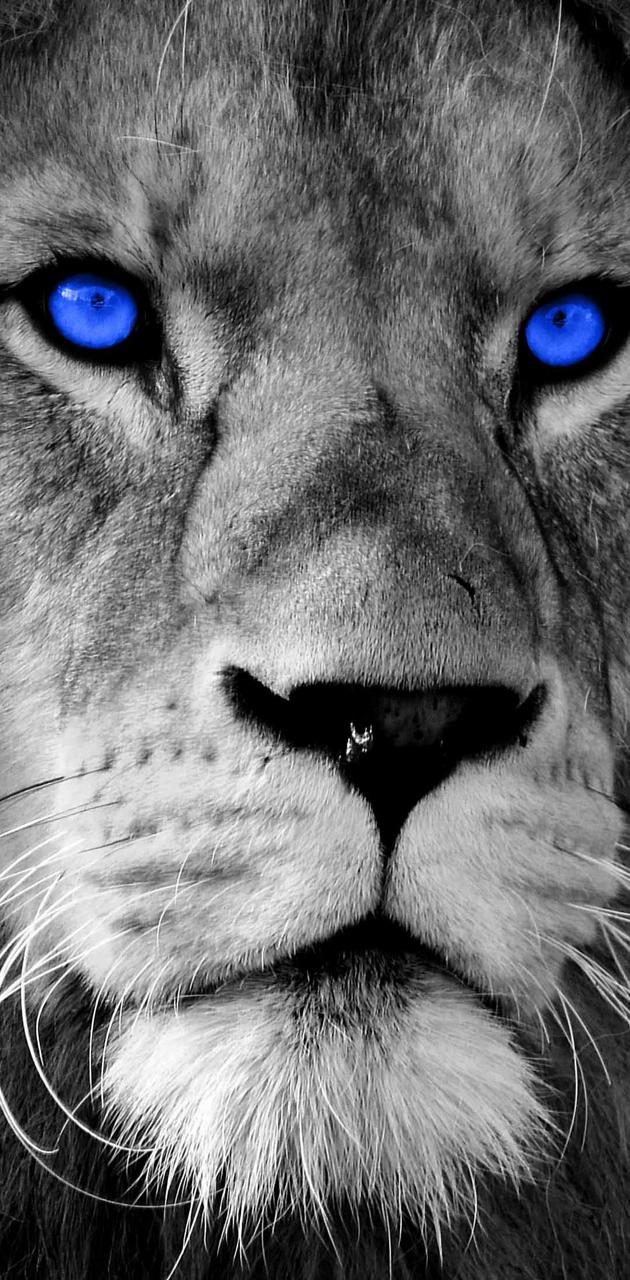 630x1280  lion Blue Eye Walpapers - верхние бесплатные фона Lion Blue Eyes - WallpaperAccess