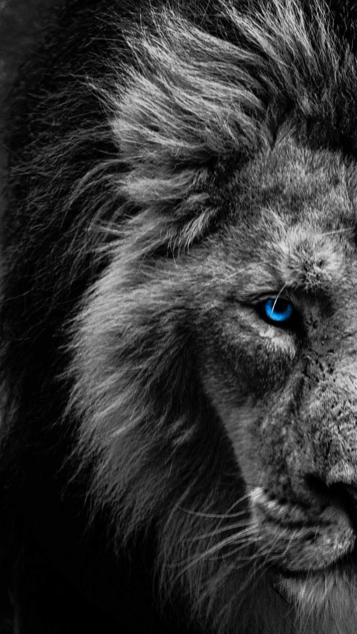 736x1308  Blue Eye Lion обои - обои для iPhone: обои для iPhone | Fotos de Leäo, Fotografia de aminais, Imagens de Leãa 