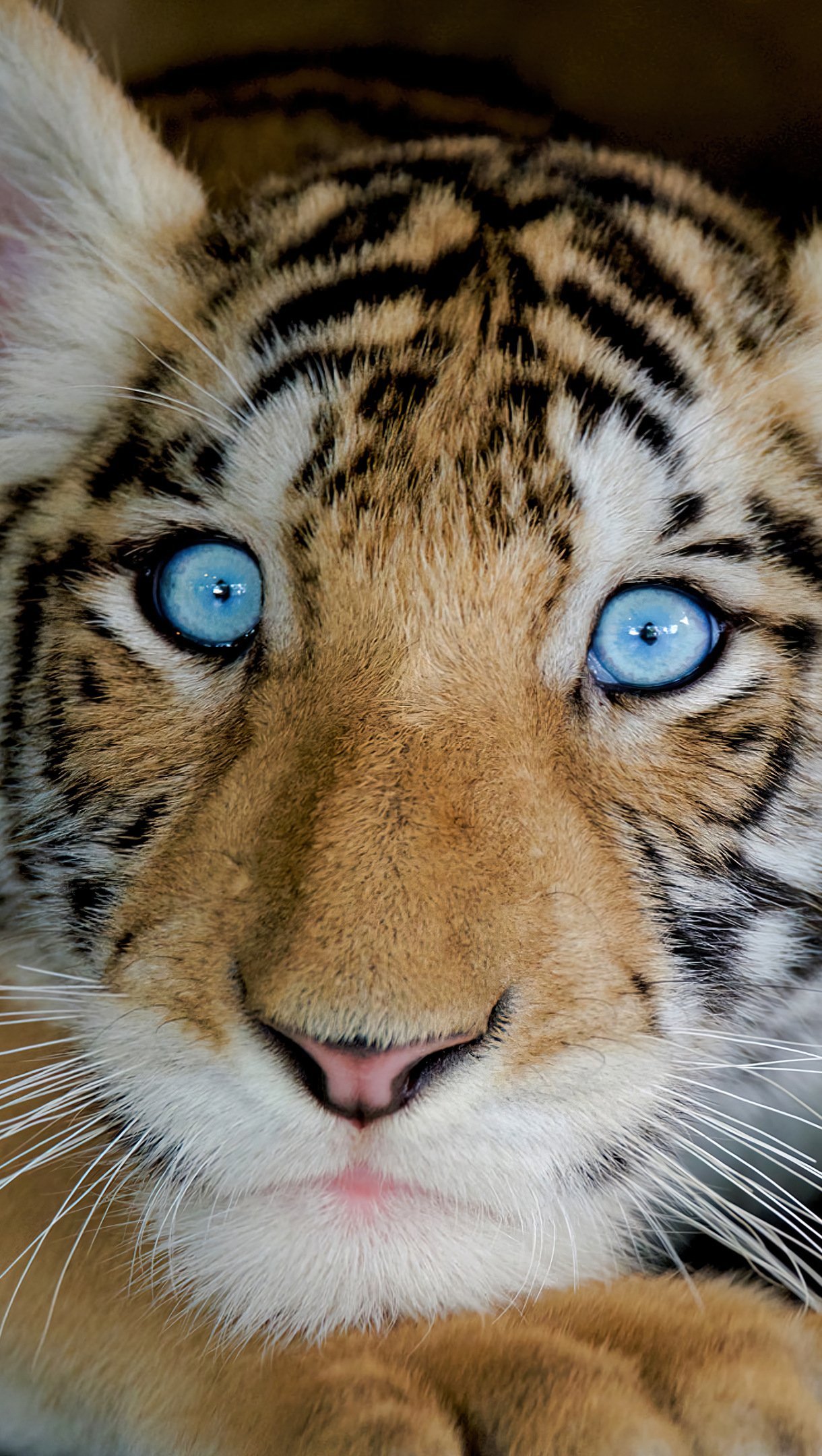 1220x2160   Вольф Обои 4K, голубые глаза, снегопад, животные, № 923 