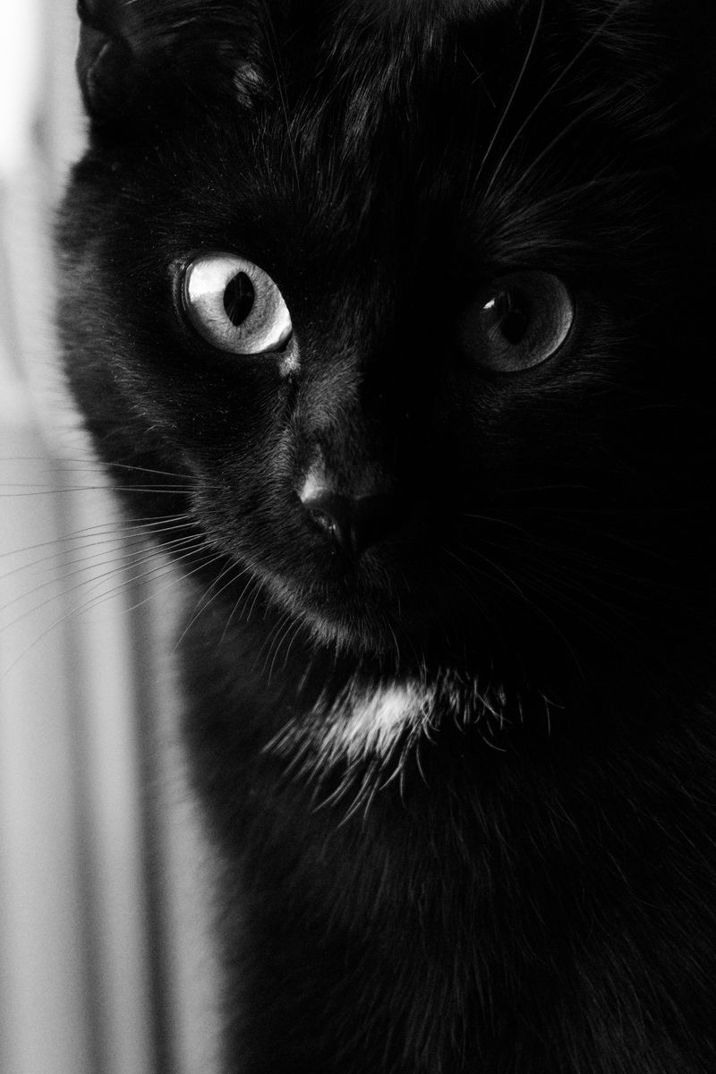 800x1200  free Download Eye Wallpapers на [737x1311] для вашего рабочего стола, Mobile \ U0026 Tablet | Исследуйте 27+ глаз в темных обоях | Темные ночные обои, фон темного рыцаря, обои на глазах Sharingan