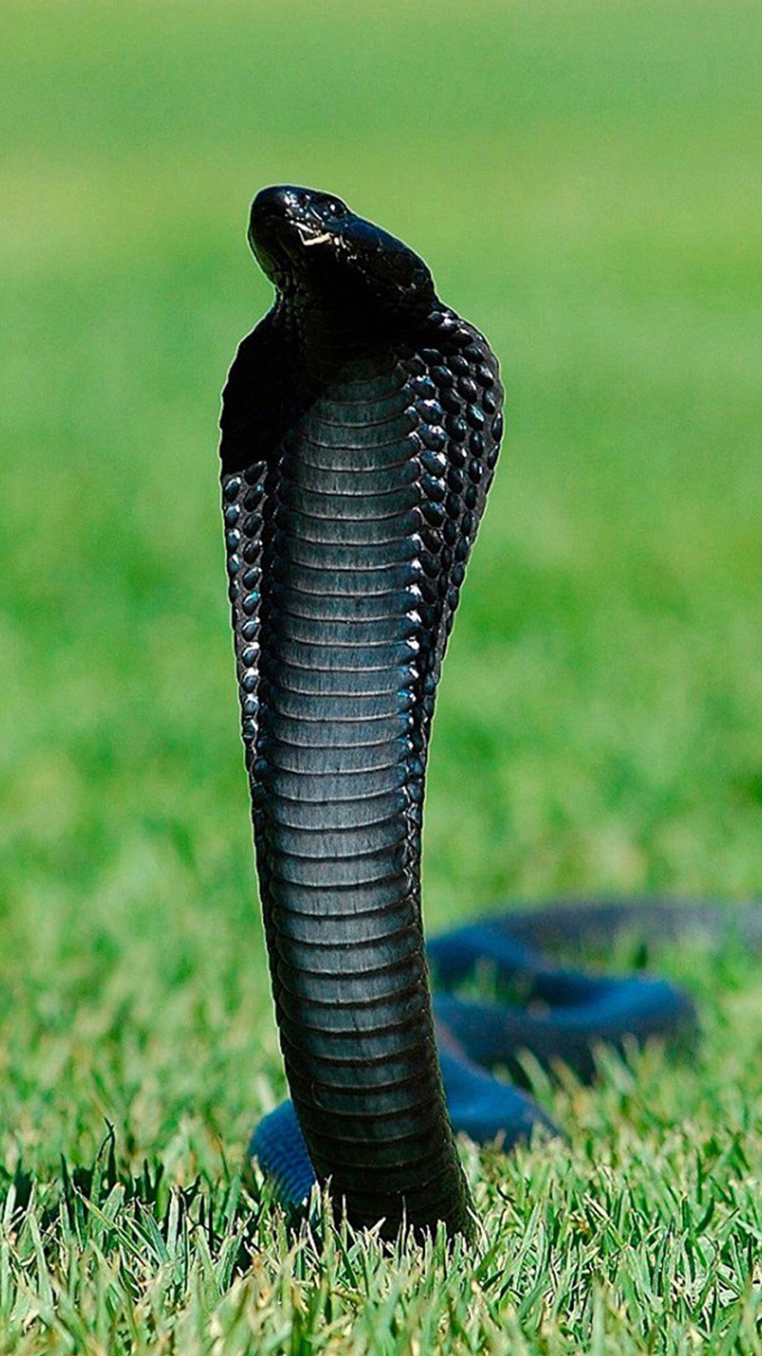 1080x1920  cobra, змея, HD Телефон Обои | Peakpx