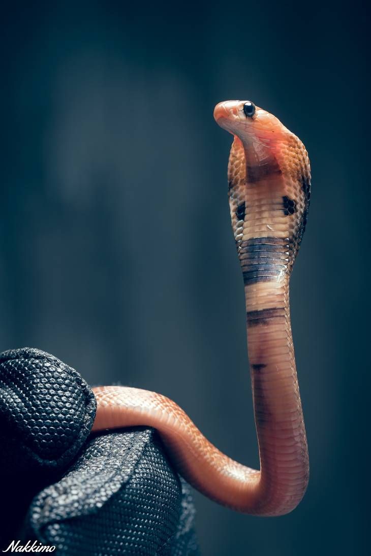 730x1095  spectacled Cobra от Nakkimo на Deviantart | Король -кобра змея, змеиные обои, змея фото о обои на обои на обоях на обоях на обоях на обоях на обоях на обоях, кобре, животных, змеи, HD Телефон Обои | Peakpx
