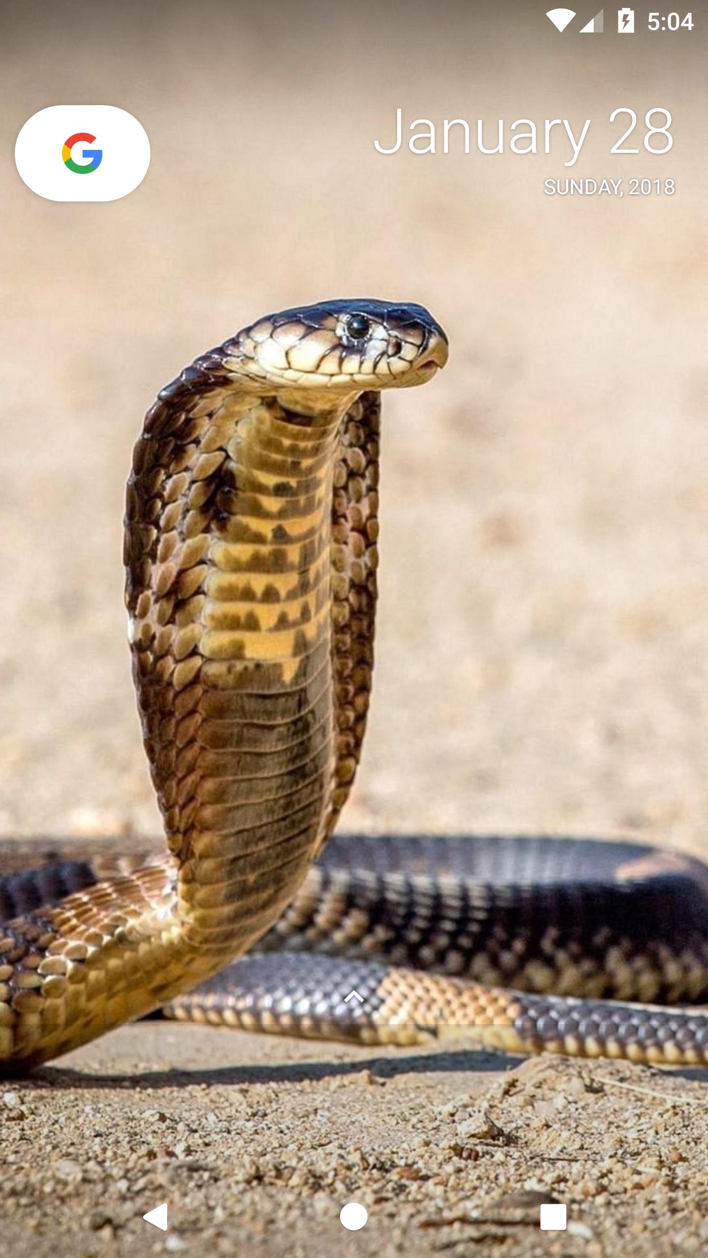 1440x2560  King Cobra Hi -Res stock Photography и Images - Alamy