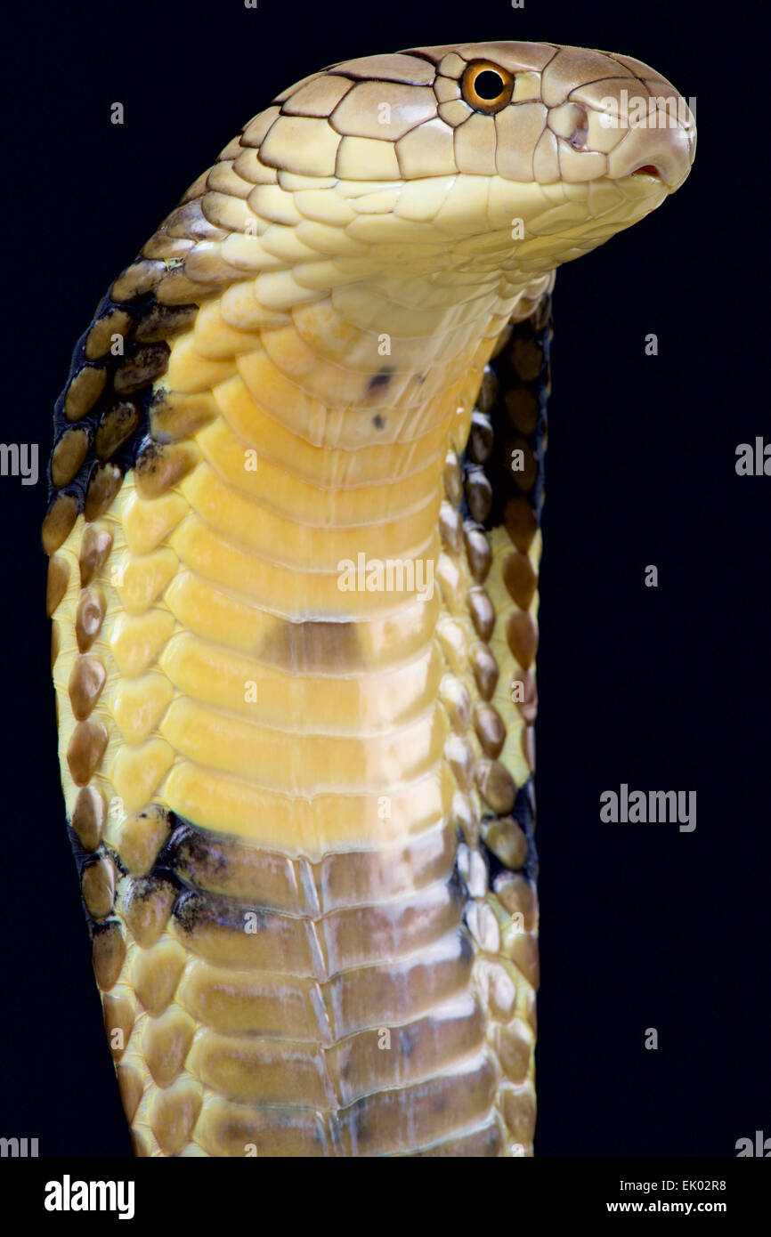 866x1390   500+ King Cobra Pictures | Скачать бесплатные изображения на Unsplash 