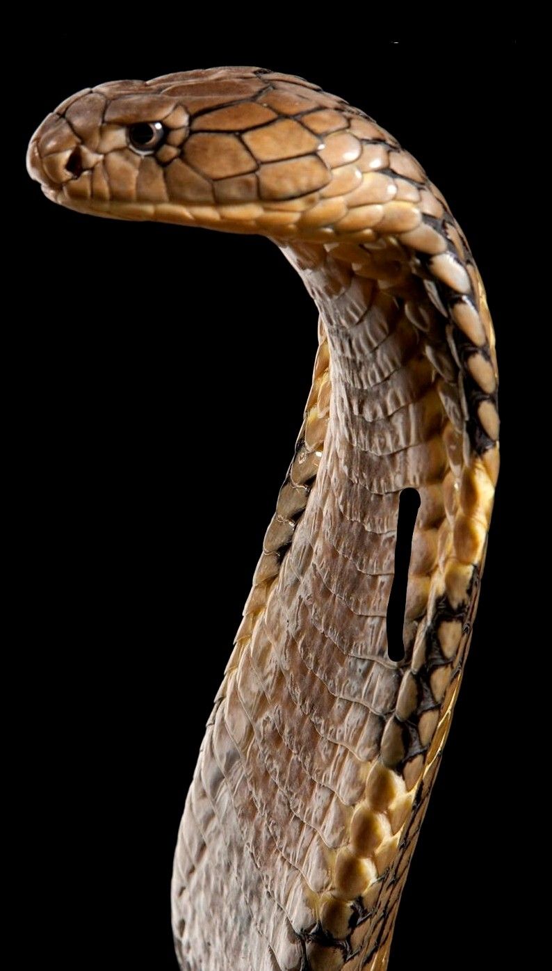 794x1396  ging cobra Самая длинная ядовитая змея, изолированная на темном фоне с помощью зажима, иллюстрация охотника, биология: 184120593