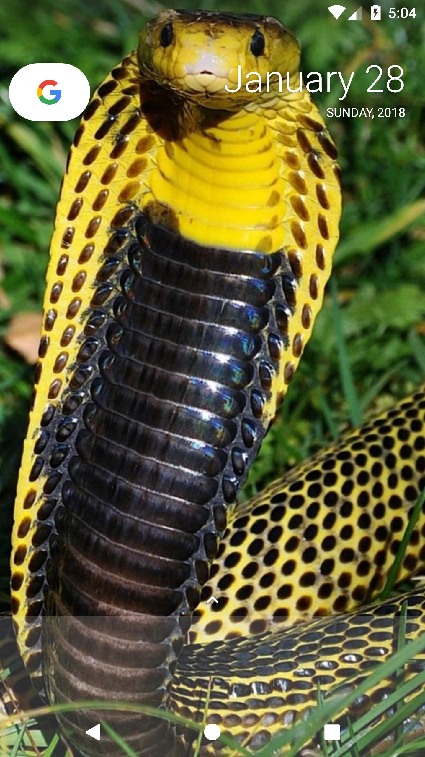 1440x2560  King Cobra обои от Kingvenom63 - Скачать на Zedge ™ | 424e 