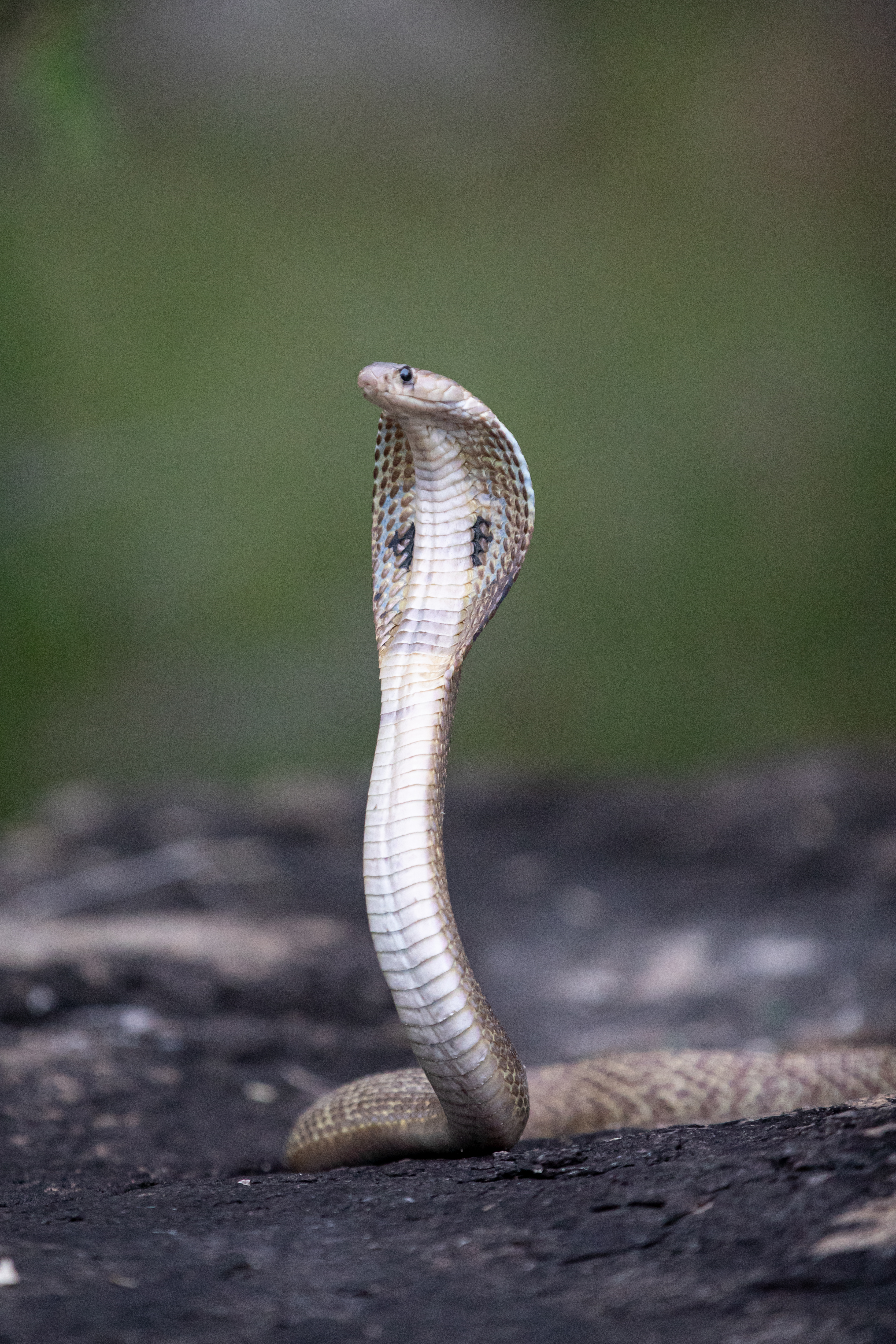 3342x5013   King Cobra Stope Stock Photos - Бесплатно \ U0026 Стоковые фотографии без роялти от Dreamstime
