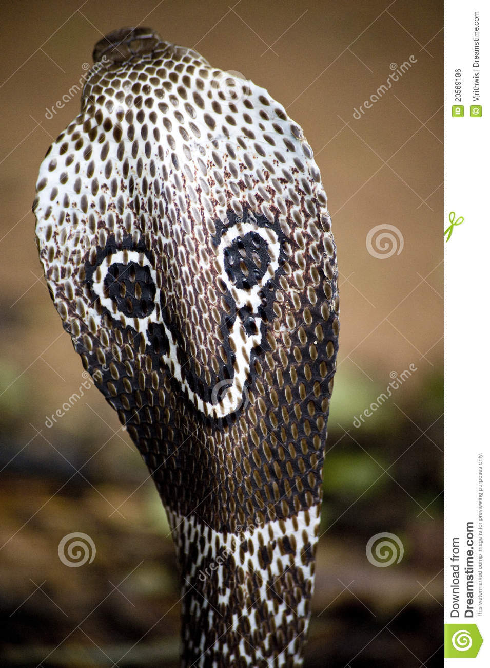 955x1300  770 Spectacle Cobra Images, Stock Photo \ U0026 Vectors | Shutterstock