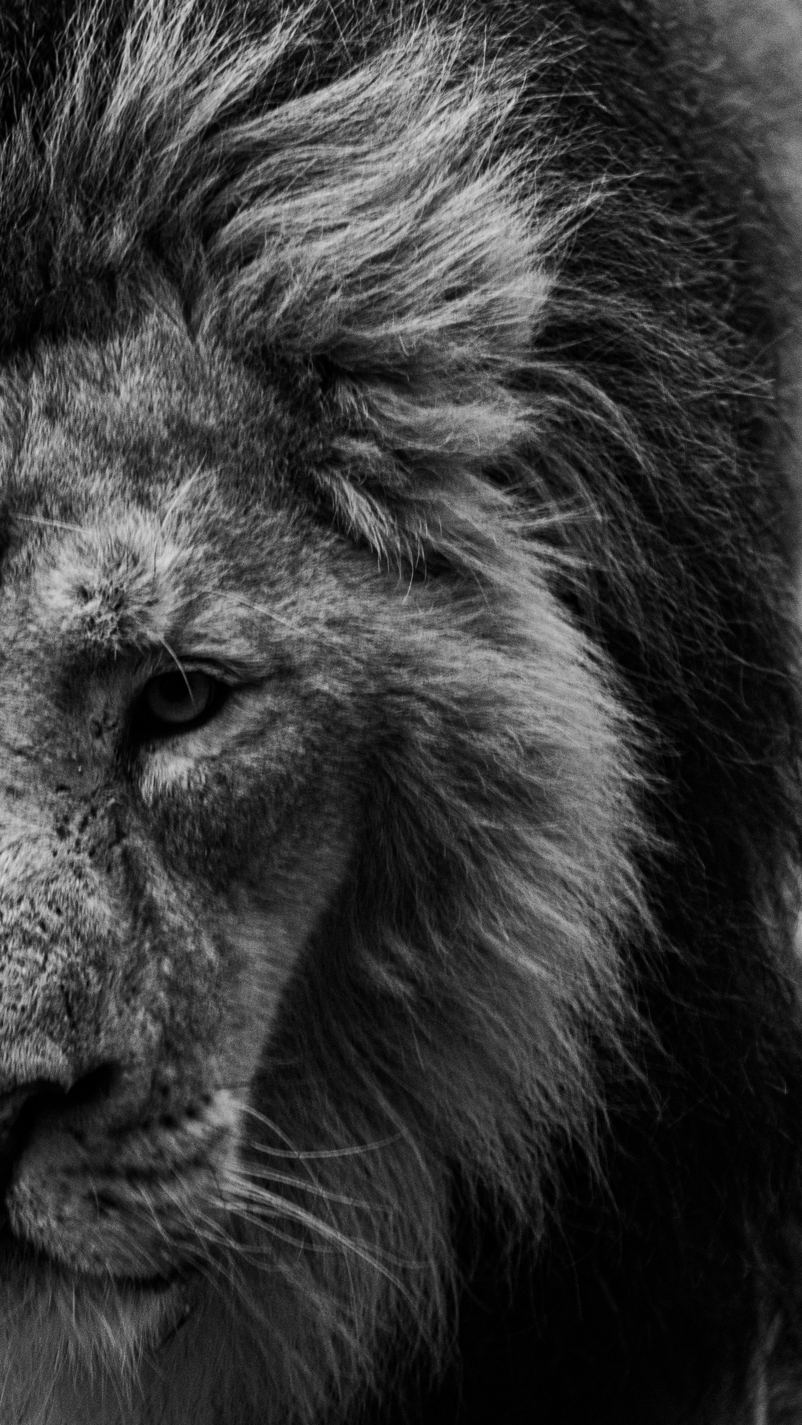1641x2917  lion Face Art Art Art Wallpaper | Lion Pictures, Lion Artwork, Lion Images
