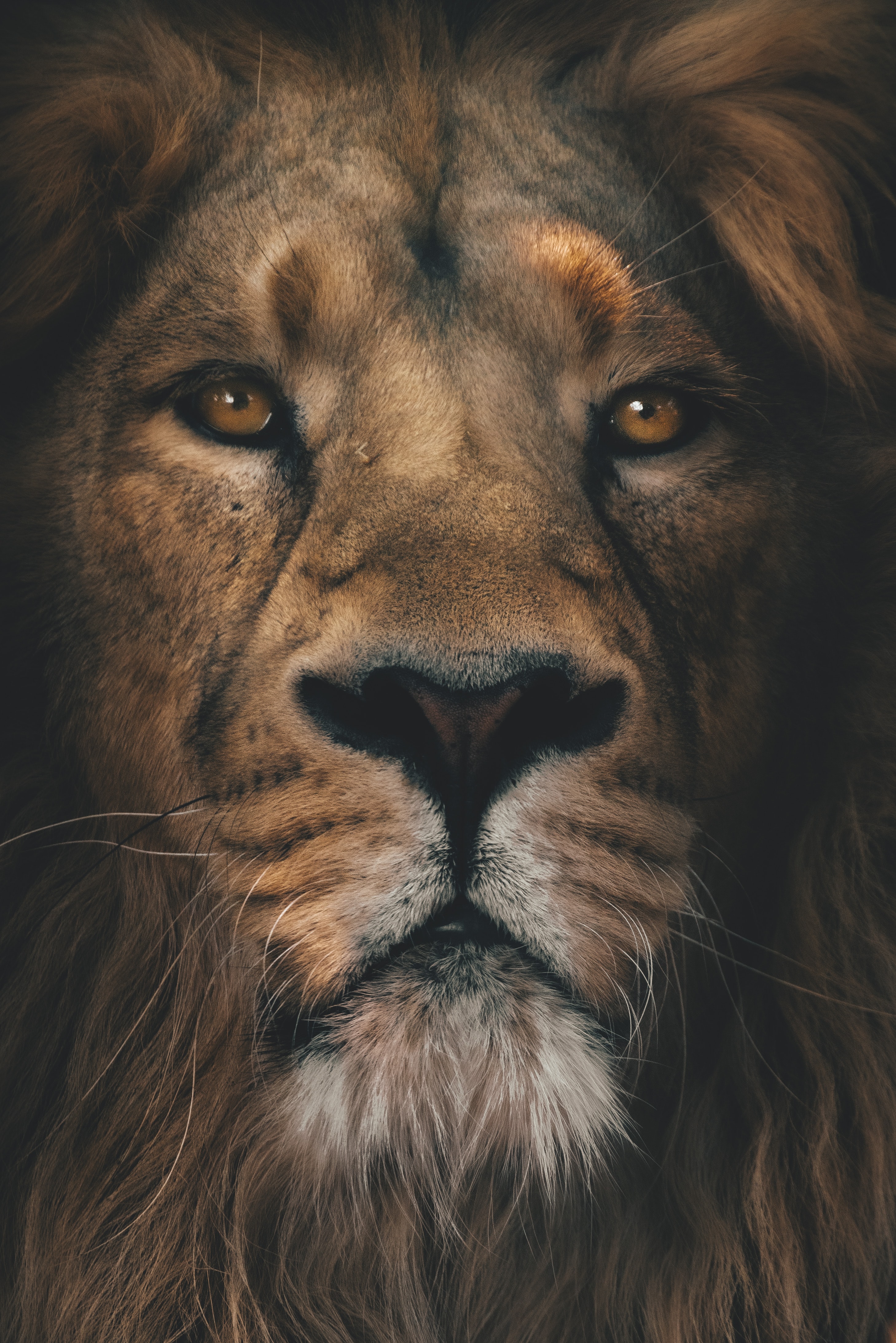2917x4372  Lion Head Фотографии, загрузите лучшие бесплатные фонды Lion Head Stock Photos \ U0026 HD Images