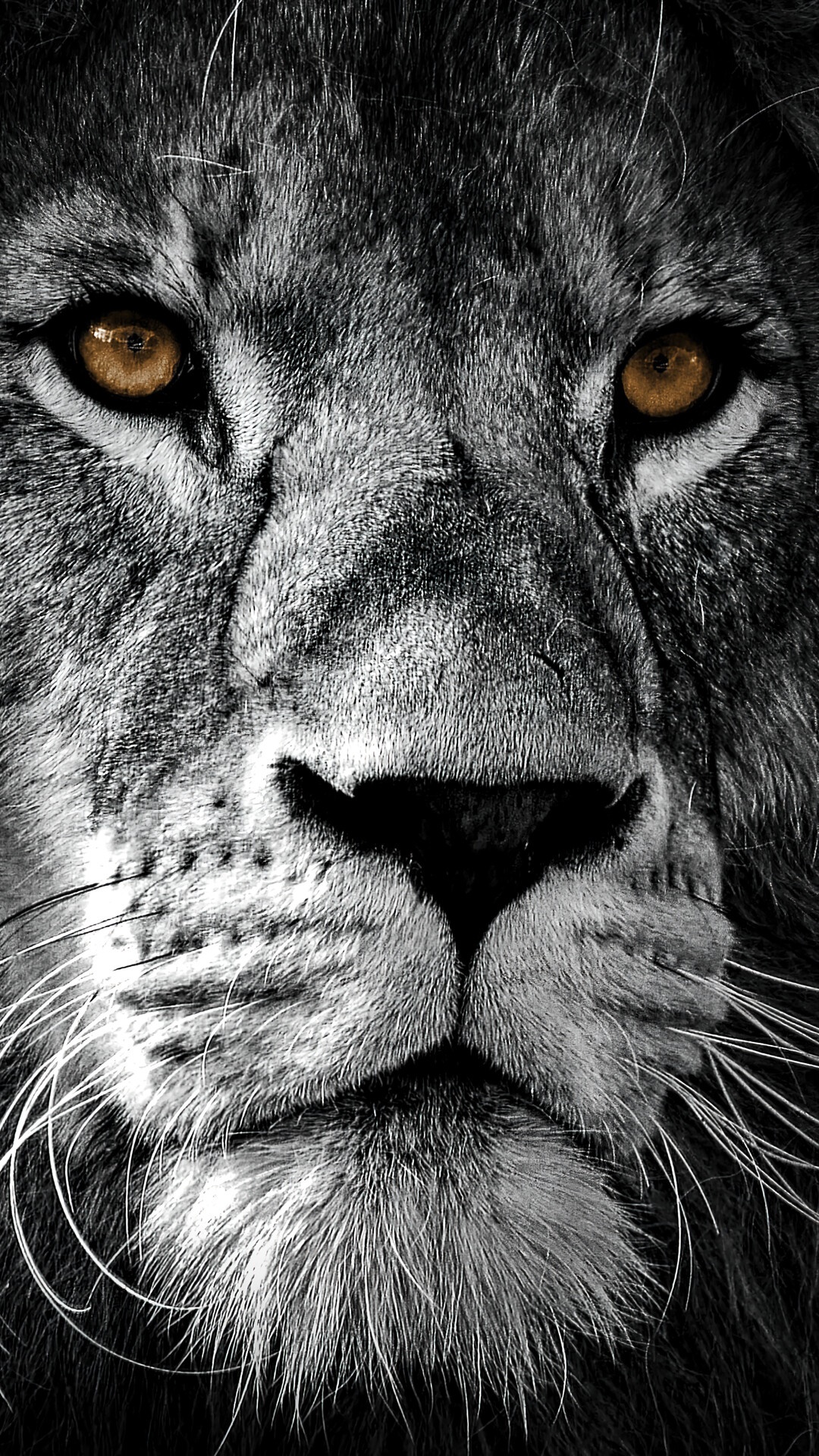 1080x1920  1600x2560 Lion, Face, Mane 1600x2560 Резолюция обои, HD животные 4K обои, изображения, фотографии и фон - Обои Den