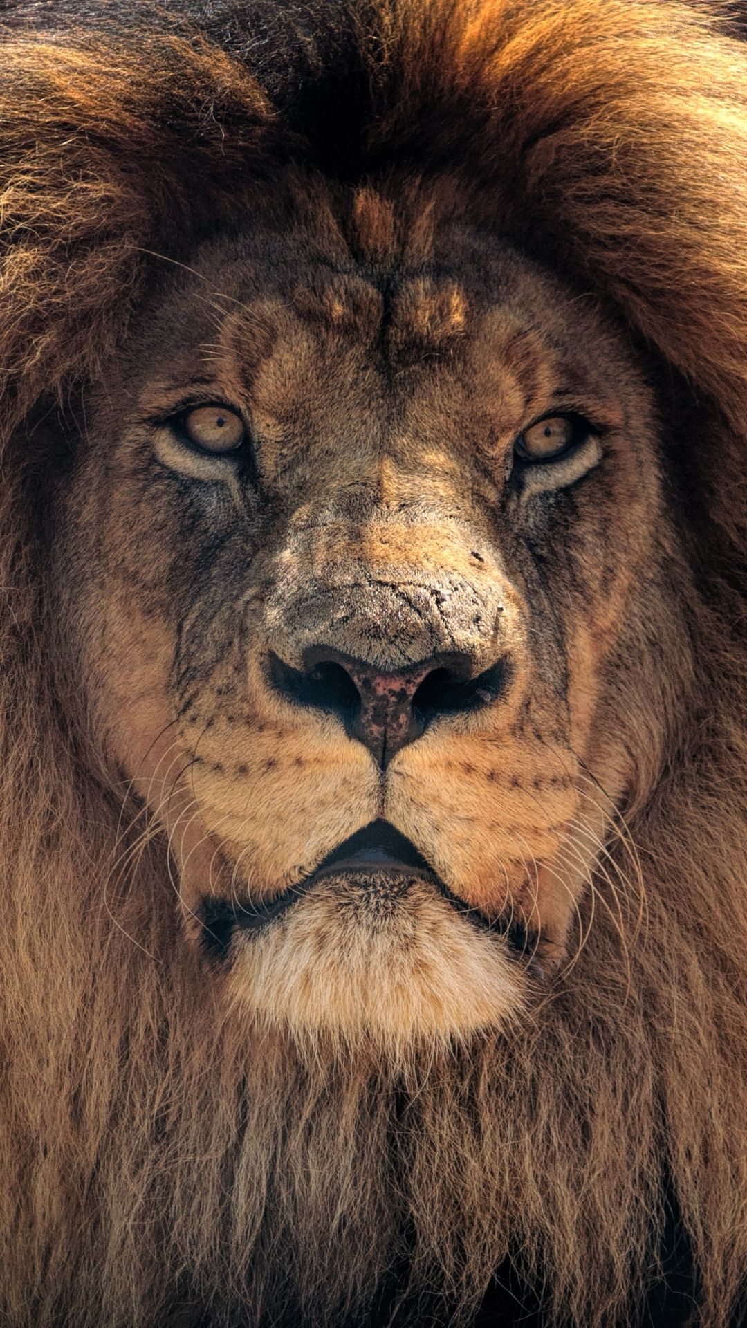 1080x1920  lion Face HD обои - обои пещера 