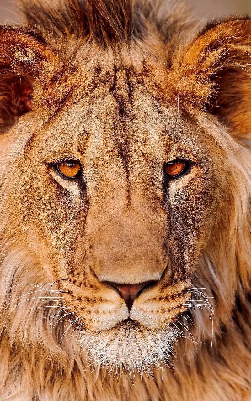 800x1280  lion Big Cat - Бесплатная фотография на Pixabay