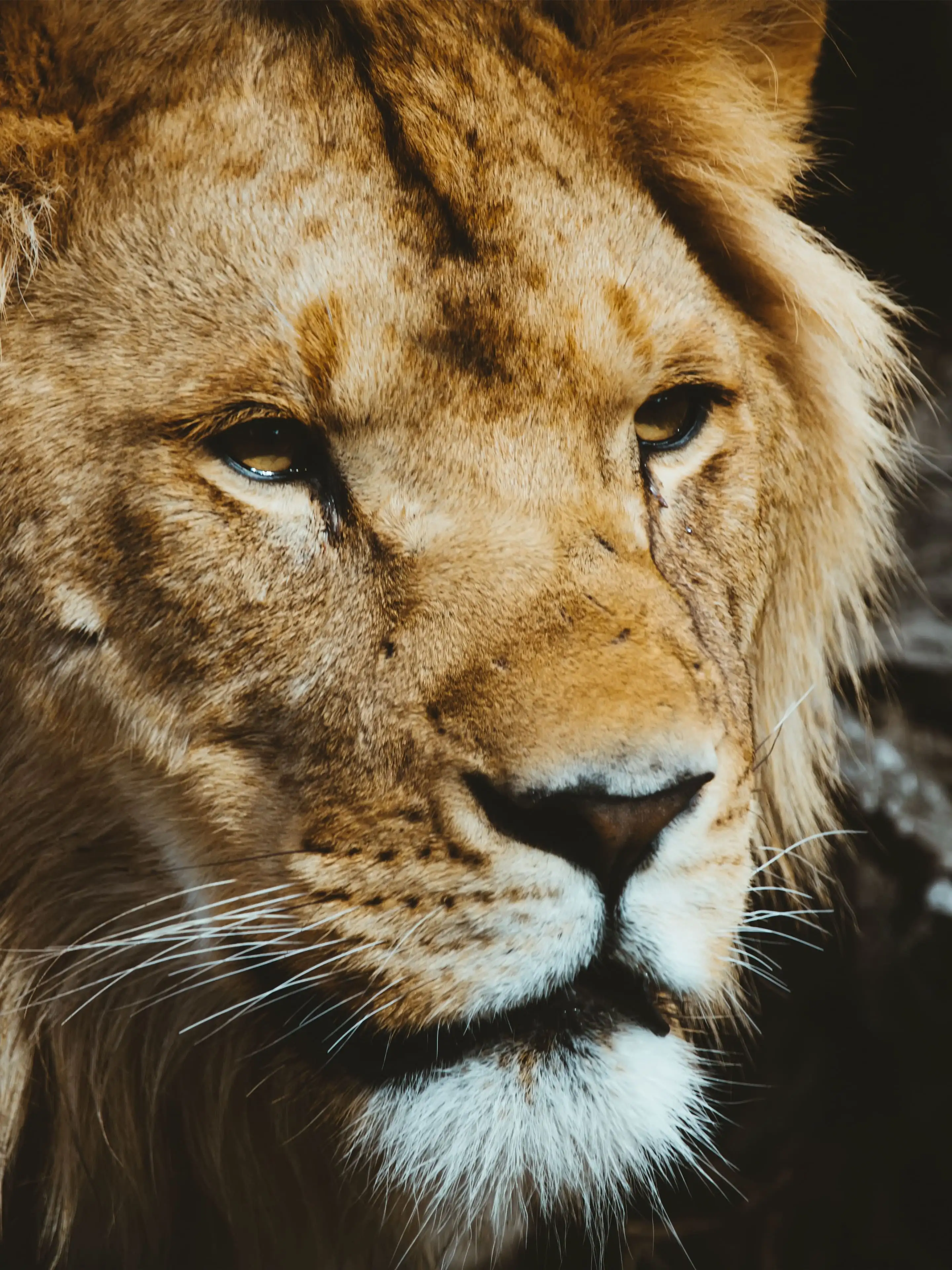 2880x3840   500+ Lion Face Pictures | Скачать бесплатные изображения \ u0026 Стоковые фотографии на unsplash