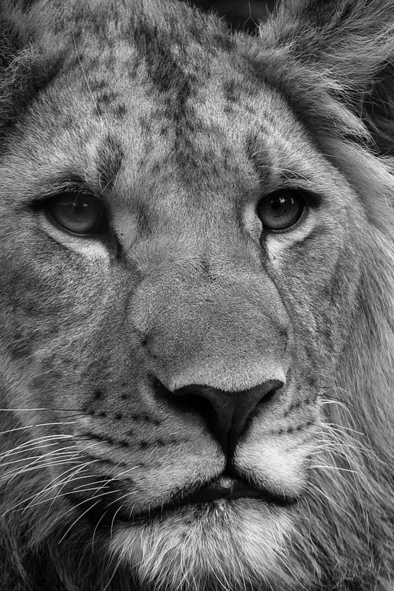800x1200  download обои 800x1200 Lion, Face, Stones, Lie, King of Beasts, Big Cat, Predator iPhone 4S/4 для Parallax HD фоновой Морда, лев - кошачьи, дикая природа, недооцененный кот | Обои Flare