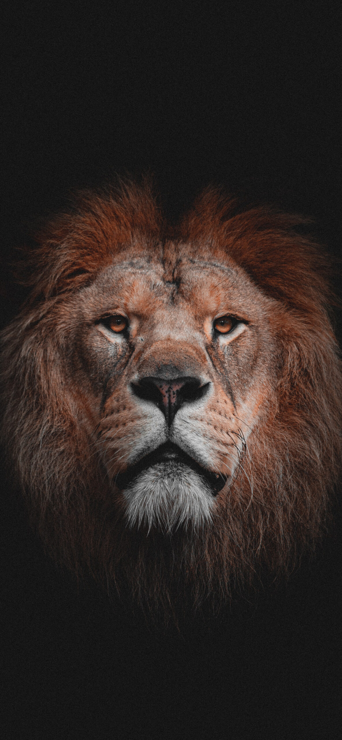 1184x2560   Лев, черный, лицо, король, львы, HD Телефон Обои | Peakpx