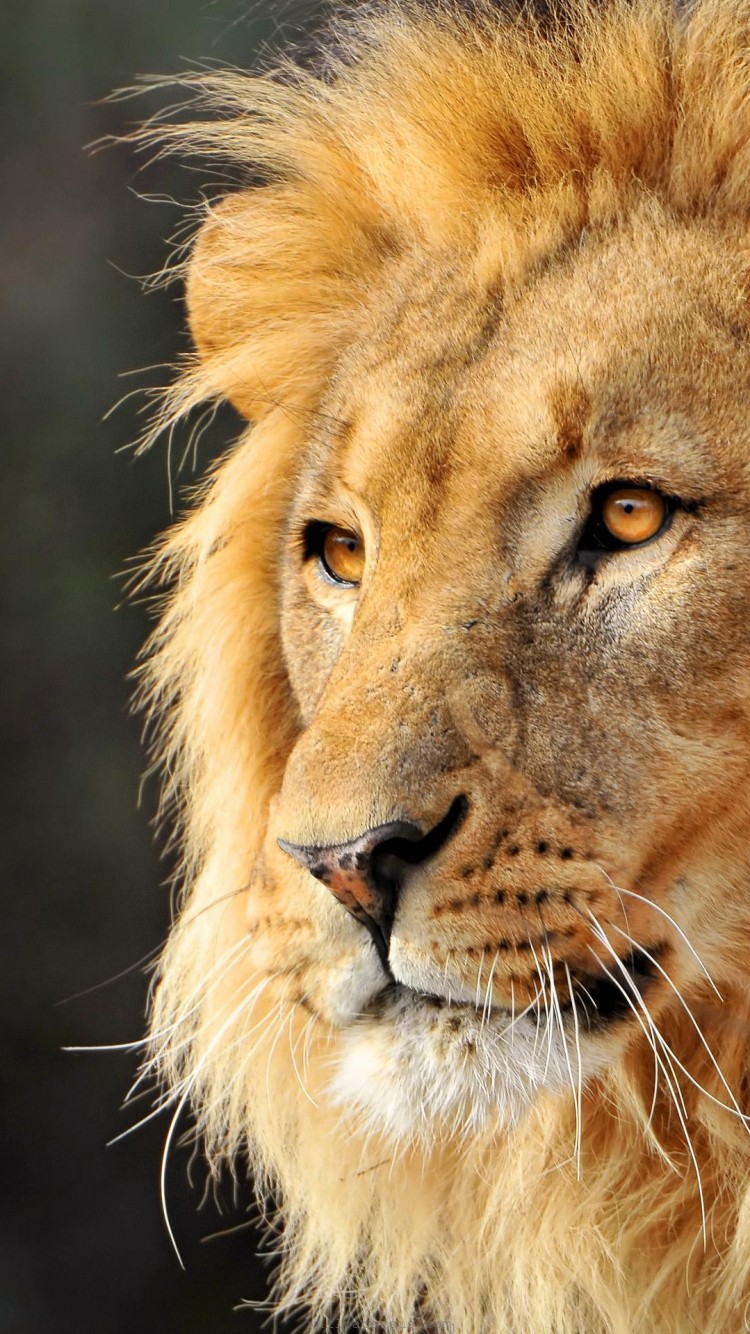 750x1334  800x1280 Heal Lion Head 4K Nexus 7, Samsung Galaxy Tab 10, Примечание Android Tablets HD 4K обои, изображения, фоны, фотографии и картинки. Unsplash