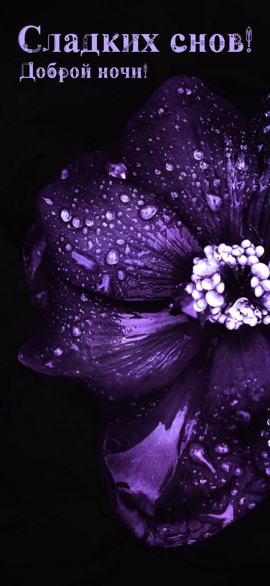 945x2047   Картинка - Спококо -лейтейн -noshyse ..