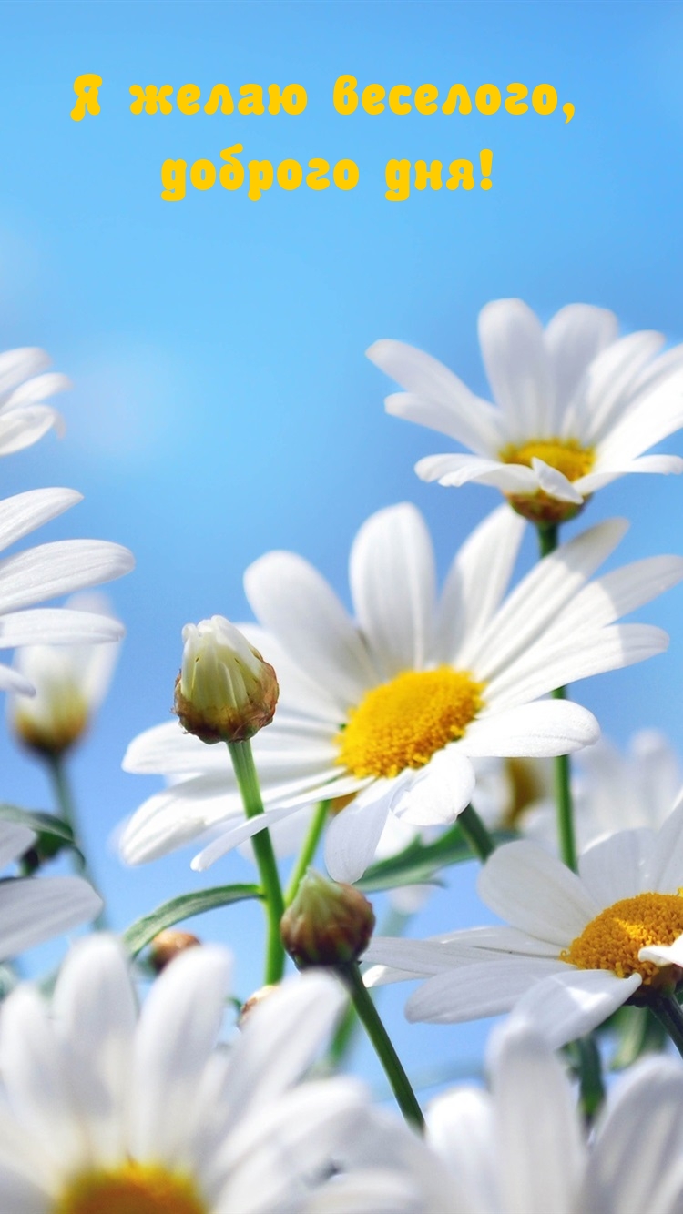 750x1334  Картинки добрый день со смыслом (69 фото) » Юмор, позитив и много смешных  картинок