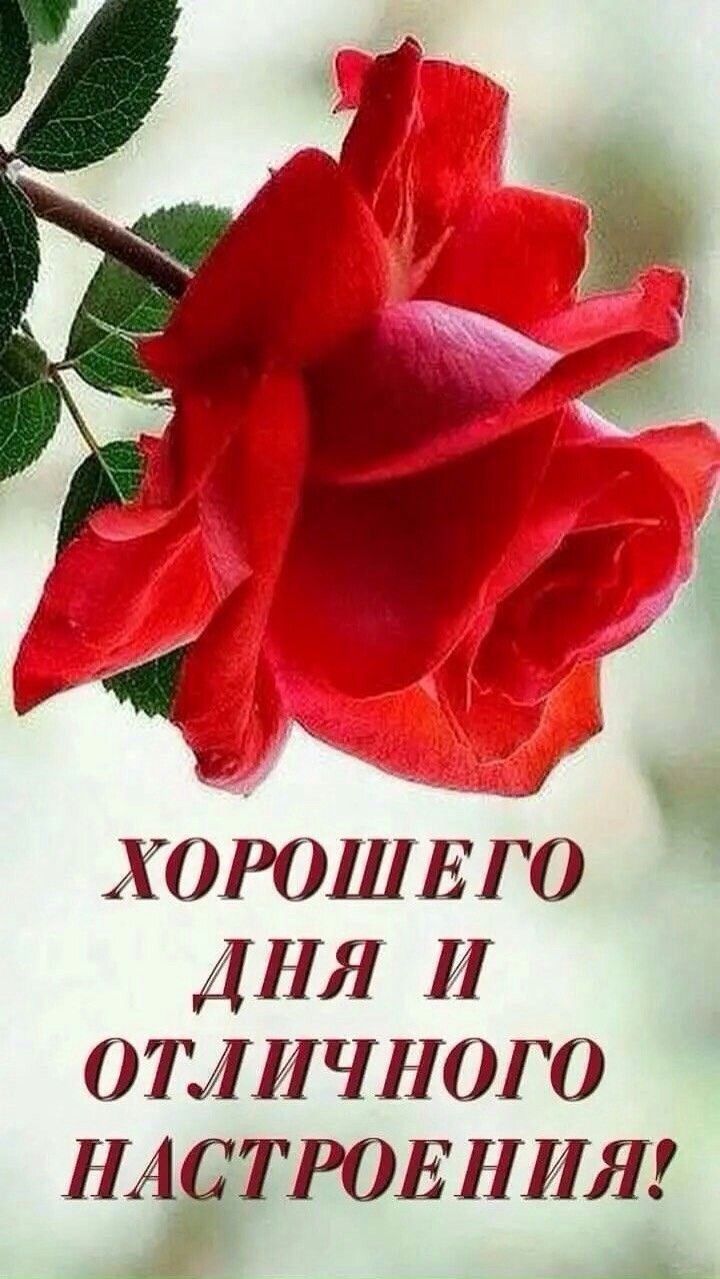 720x1279  добрый день вторник｜TikTok Search