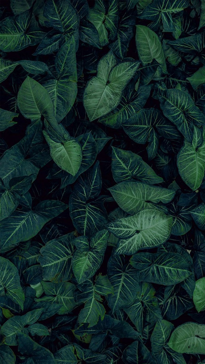 657x1167 Тропические листья Botanicals Leaf Phone Wallpaper - Idea Wallpapers iPhone Wallpaper