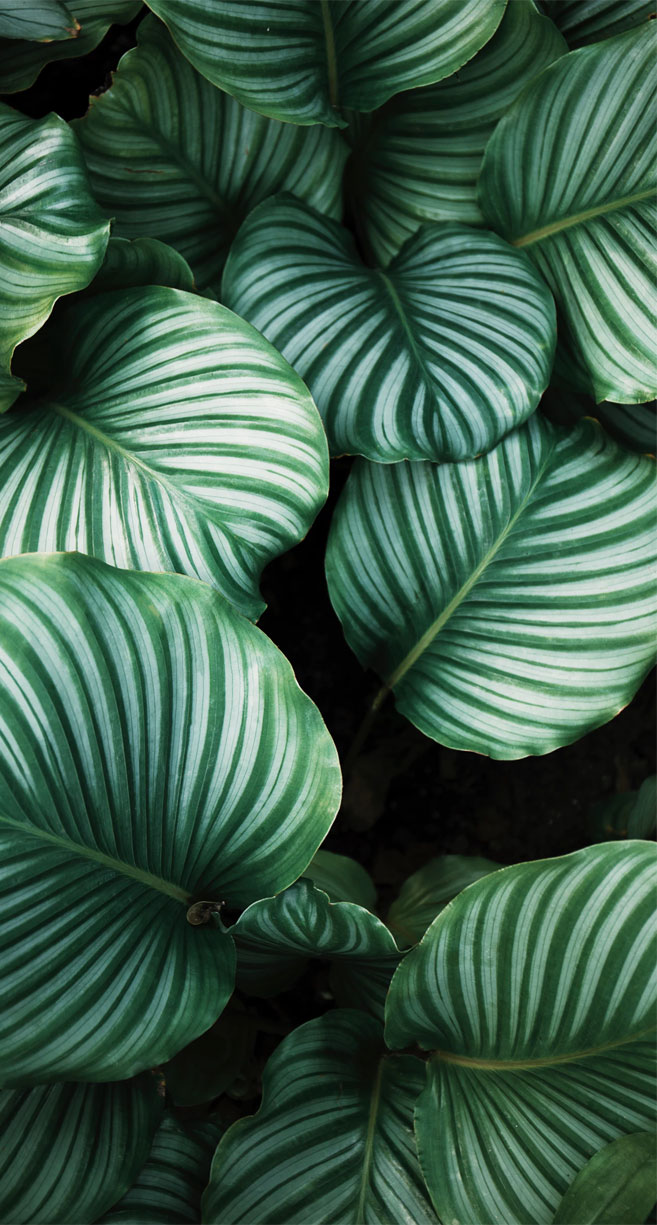 657x1225 Tropical Leaves Botanicals Leaf Phone Wallpaper - Idea Wallpapers iPhone Wallpaper