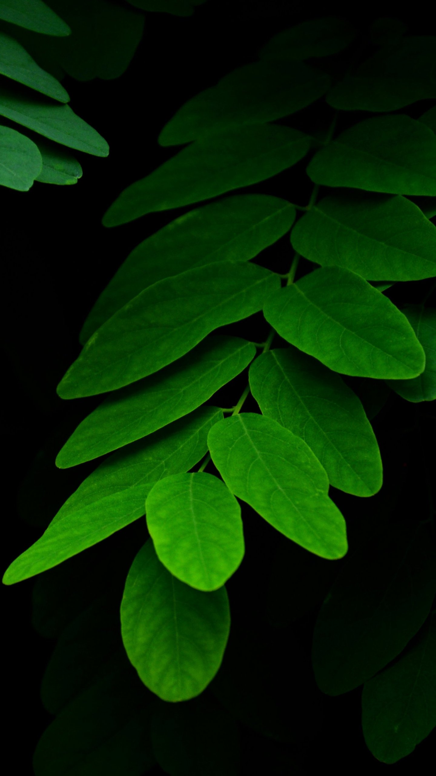 1440x2560 Leaves on Black Background Wallpaper - iPhone Android Обои рабочего стола 