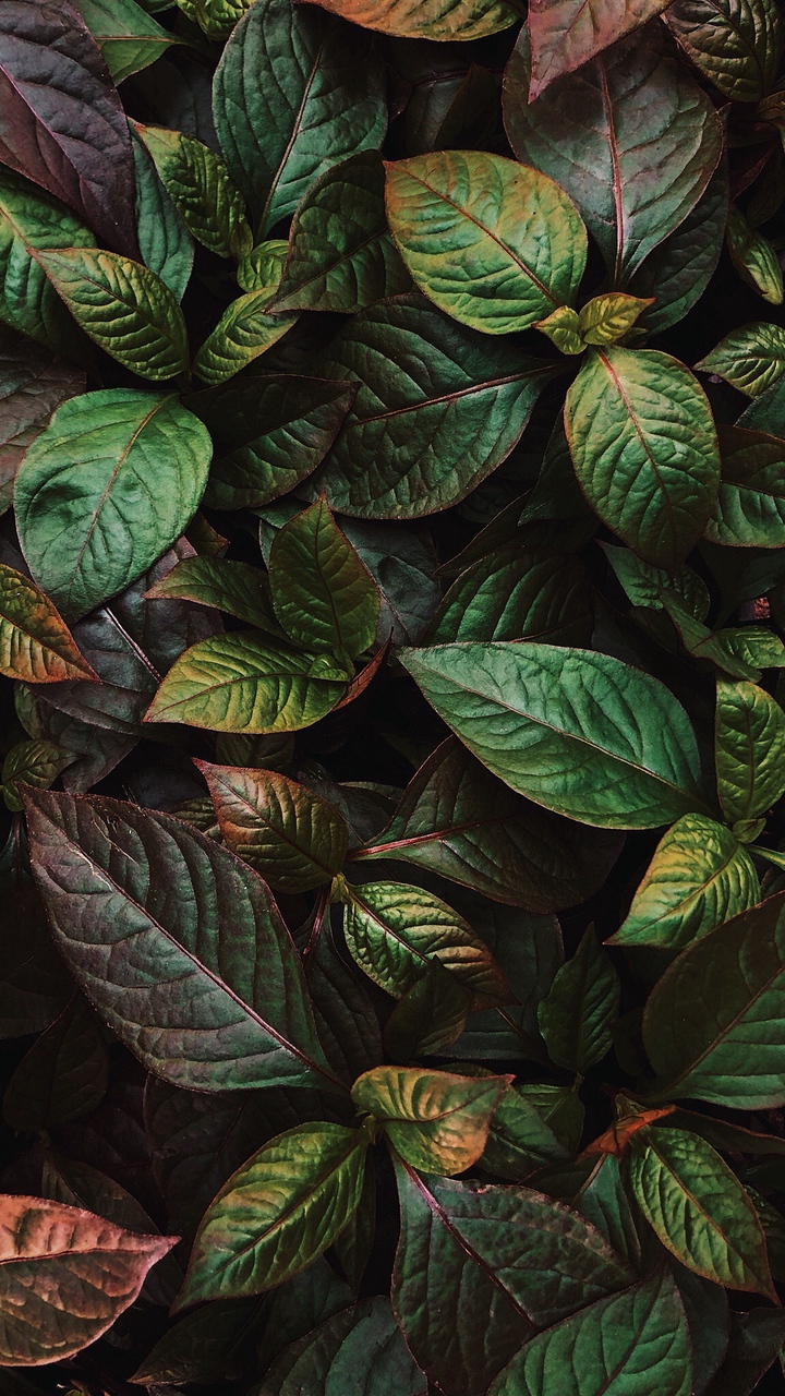 720x1280 Wallpaper Leaves Plant Green Shine - Phone Wallpaper Plants - 720x1280 Wallpaper - teahub.io 