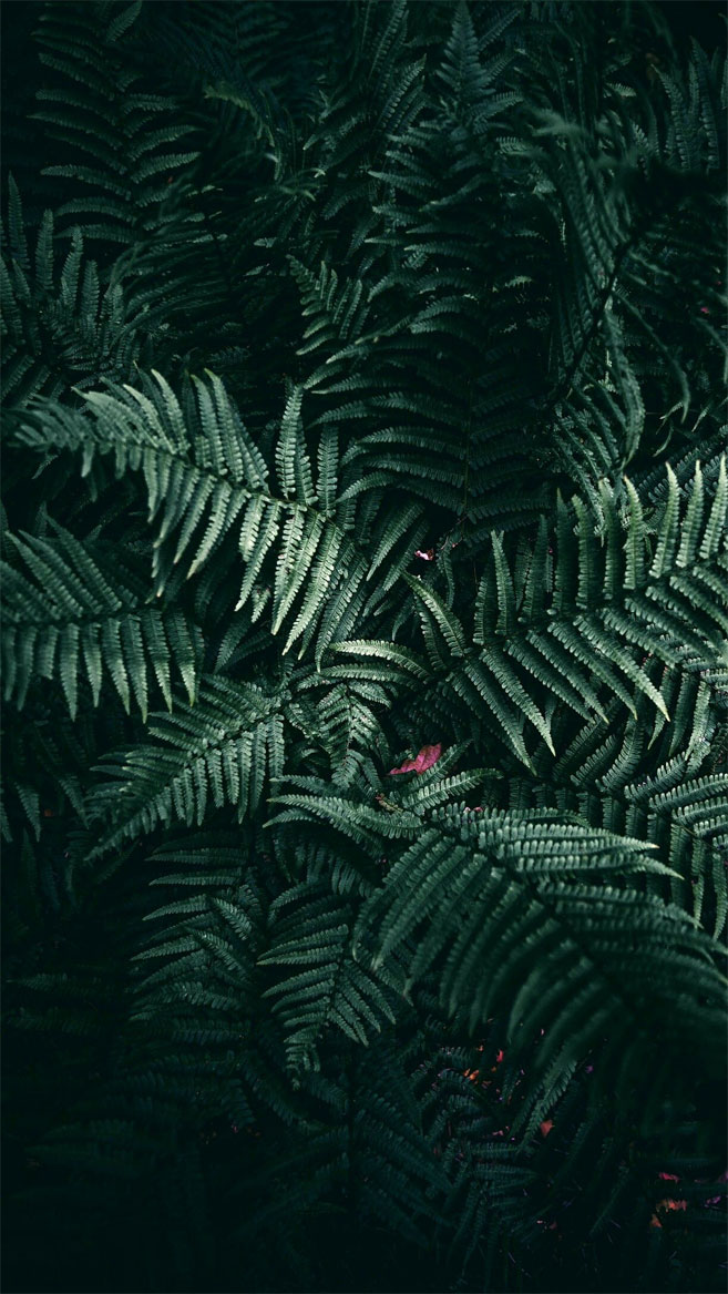 657x1167 Tropical Leaves Leaves Botanicals Leaf Phone Wallpaper - Idea Wallpapers iPhone Wallpaper