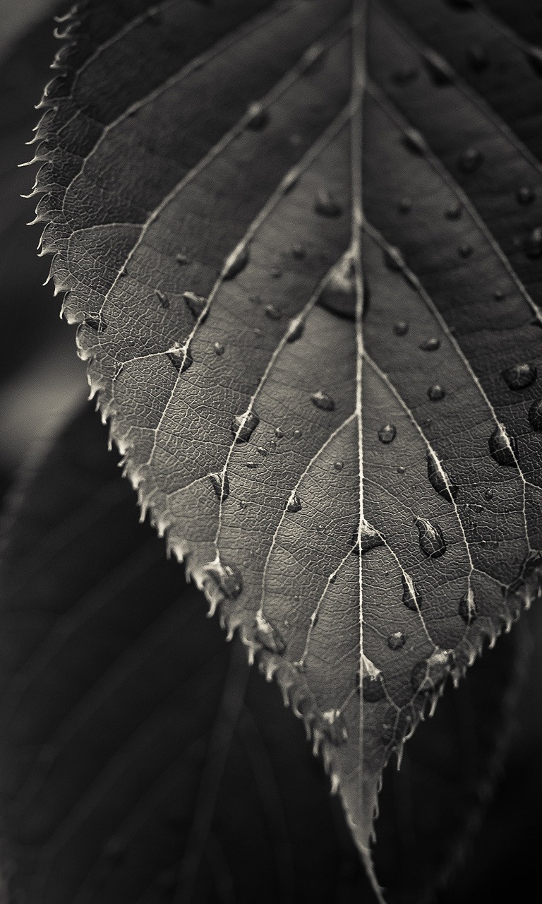 768x1280 Download Free Mobile Phone Wallpaper Leaf Hd - 2396 - MobileSMSPK.net 