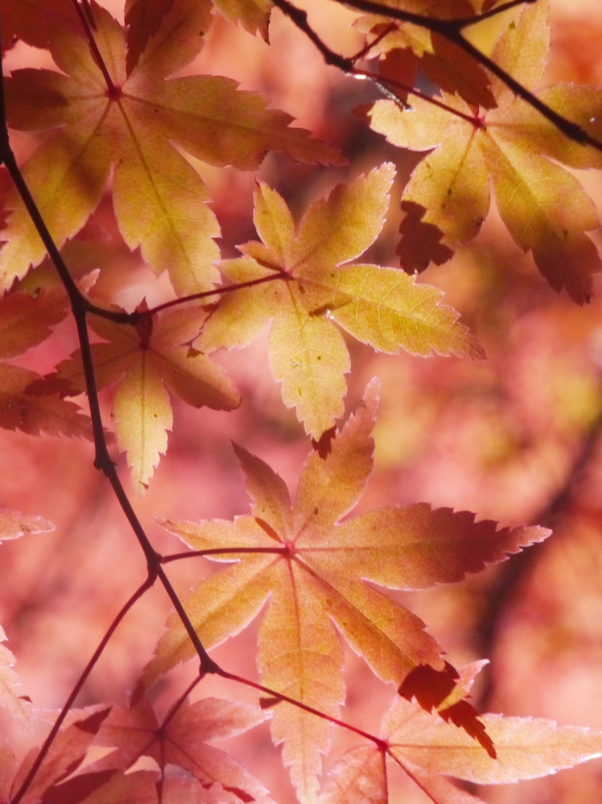 2048x2732 Autumn Maple Leaves Wallpaper - iPhone Android u0026 Desktop Backgrounds