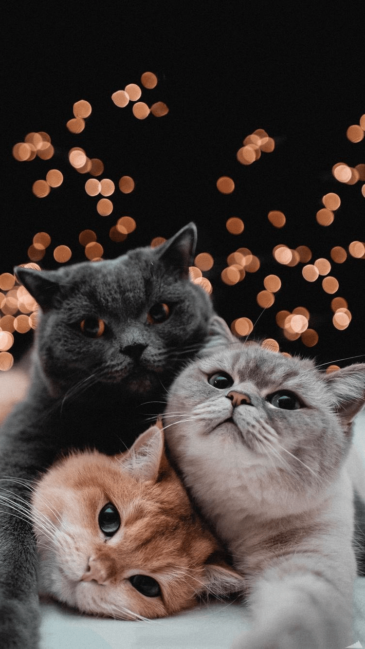 750x1333   49+] Обои из черной кошки для Android-Wallpapersafari