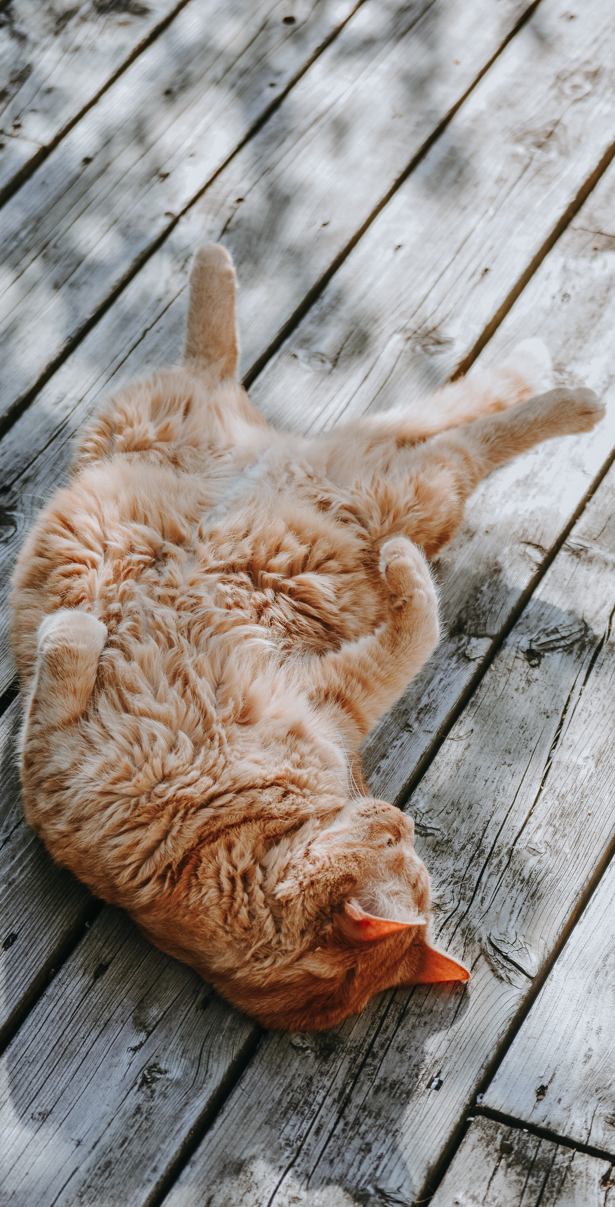 1242x2436   Аниме обои в Twitter: \ "Доброе утро y'all ☀ https: //t.co/z0skaxegsc \"/Twitter