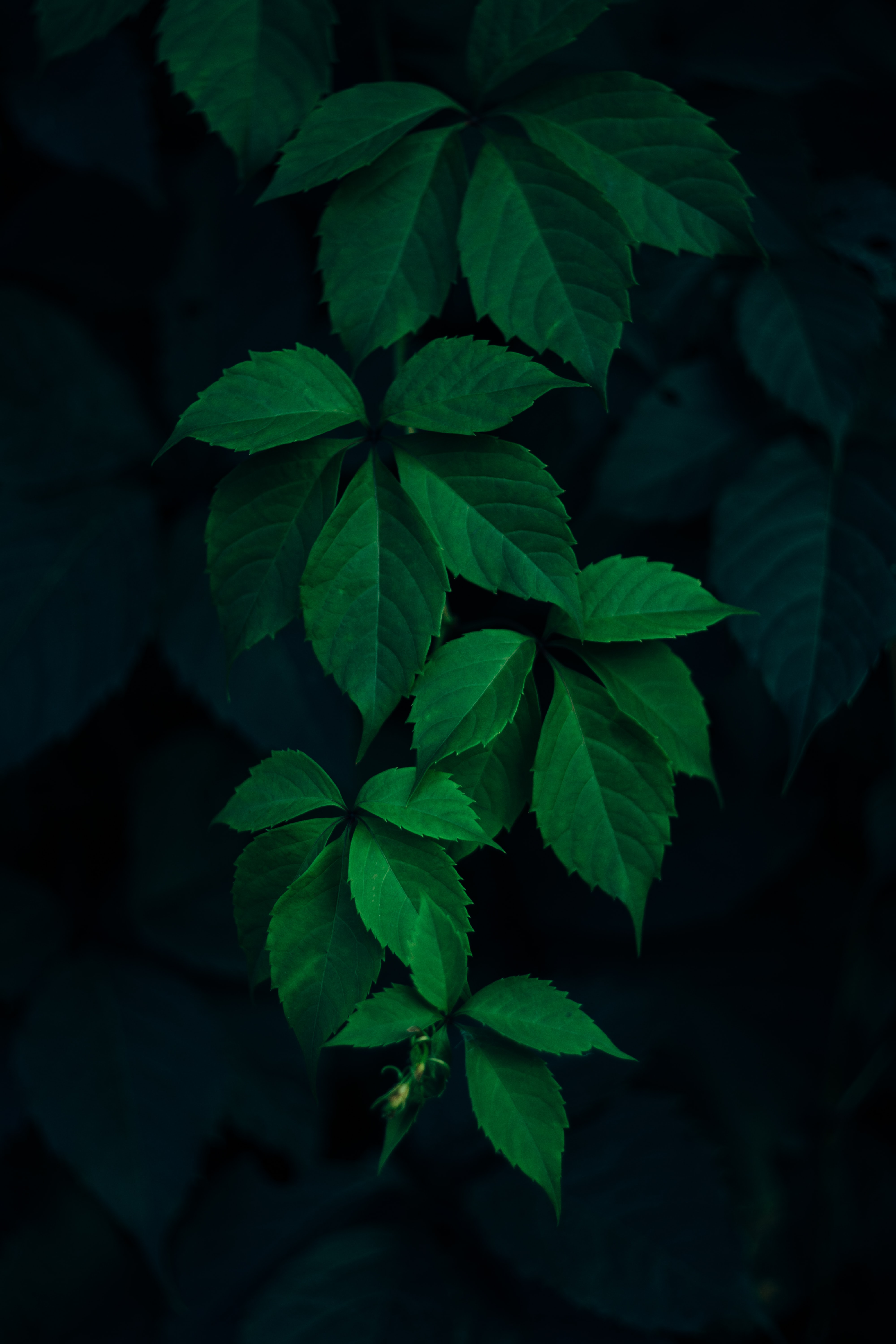 4000x6000 900+ Leaf Background Images: Загрузите HD-фоны на Unsplash